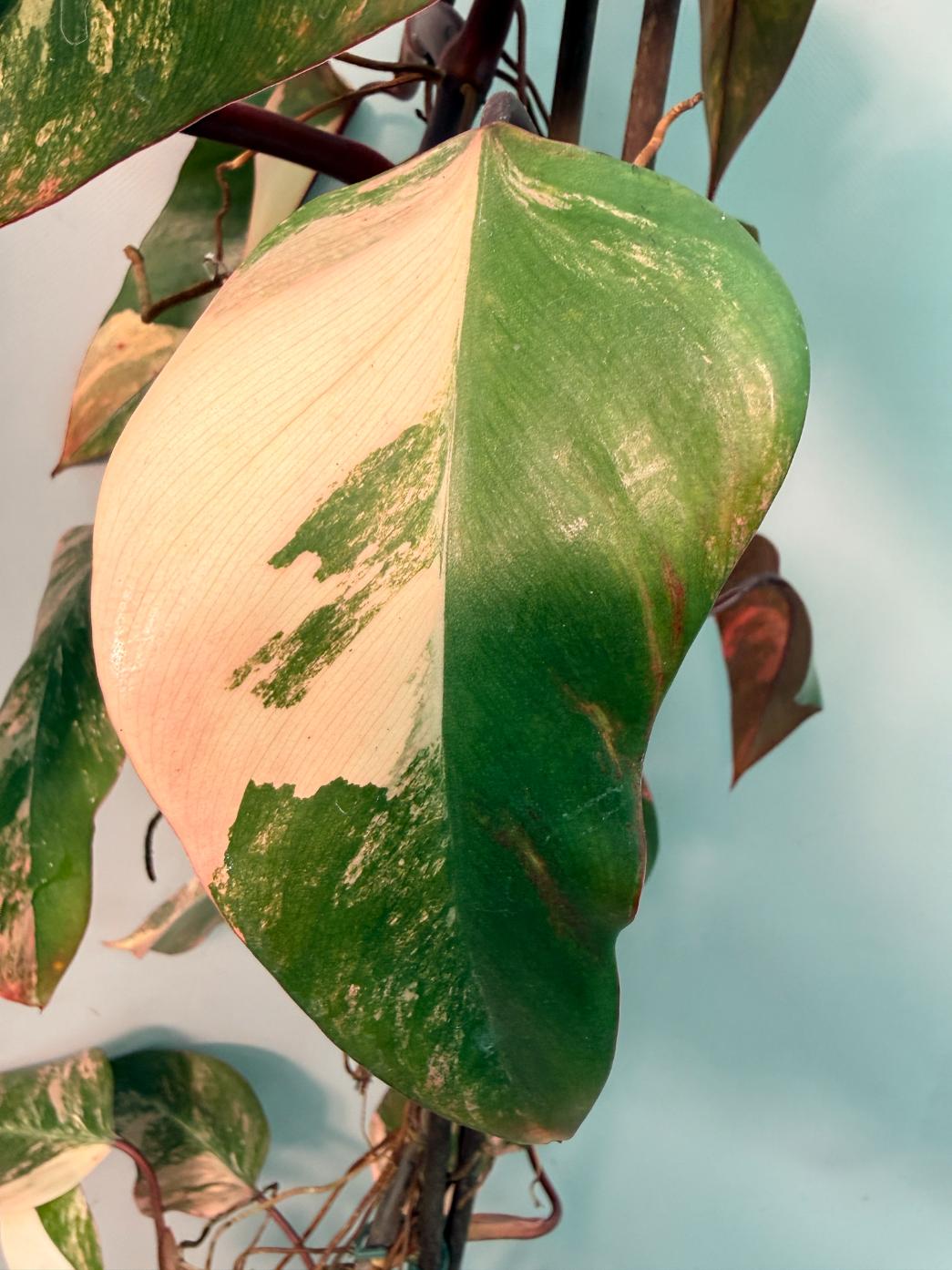 Philodendron Strawberry Shake variegata XL 09