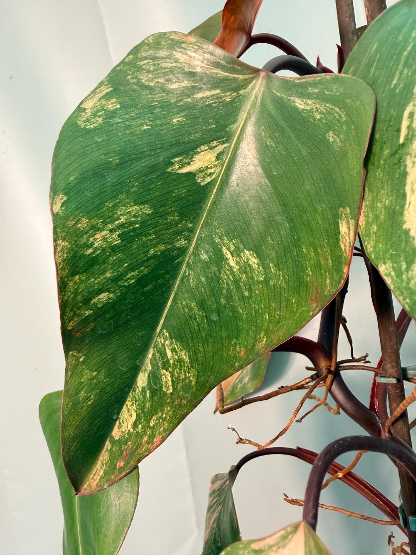 Philodendron Strawberry Shake variegata XL 10