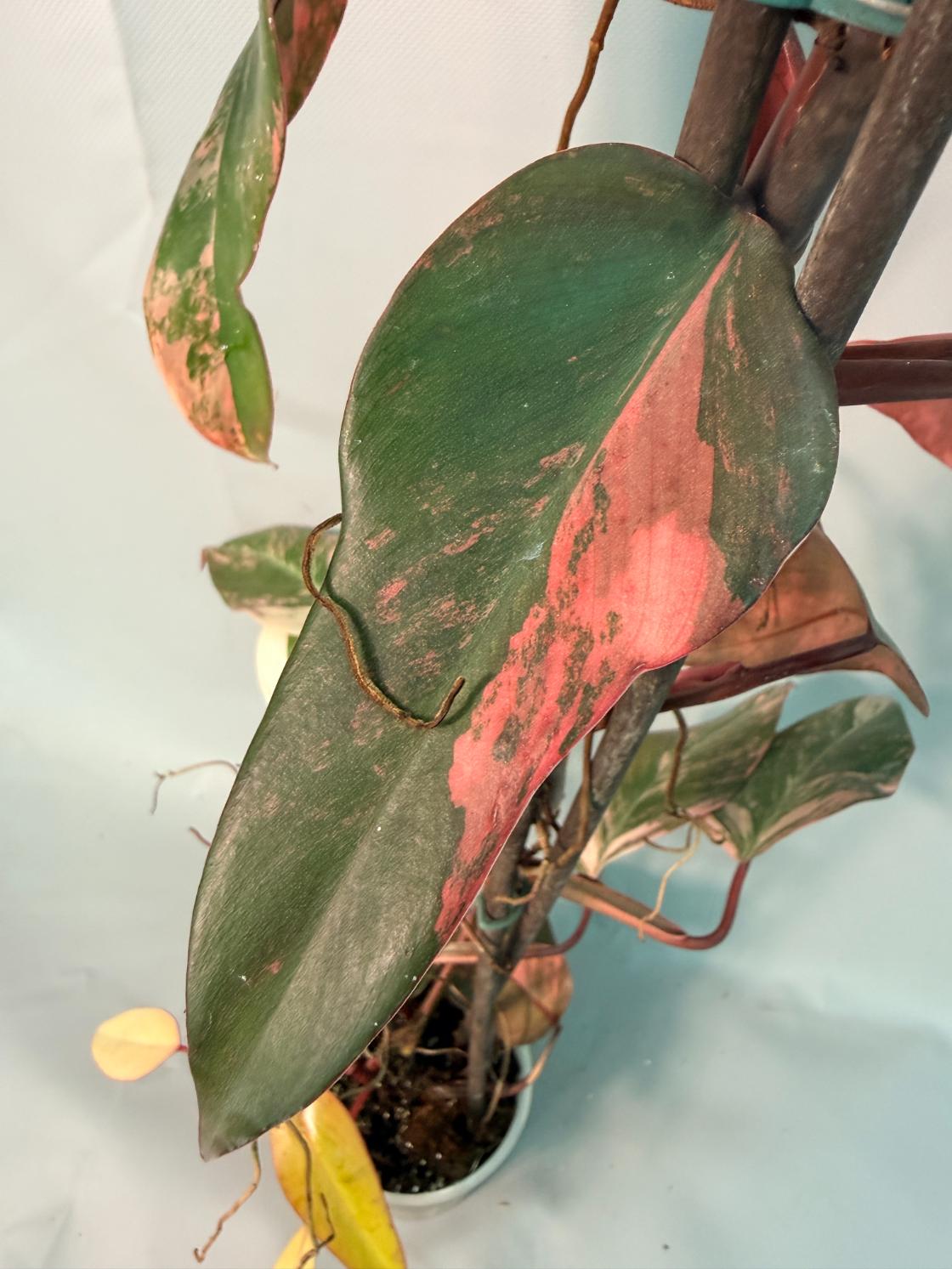 Philodendron Strawberry Shake variegata XL 11