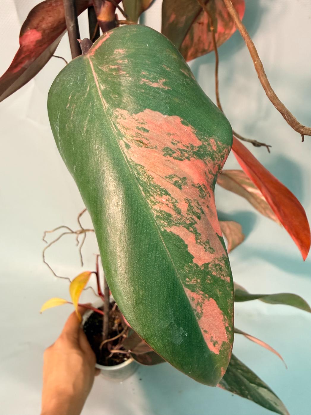Philodendron Strawberry Shake variegata XL 12