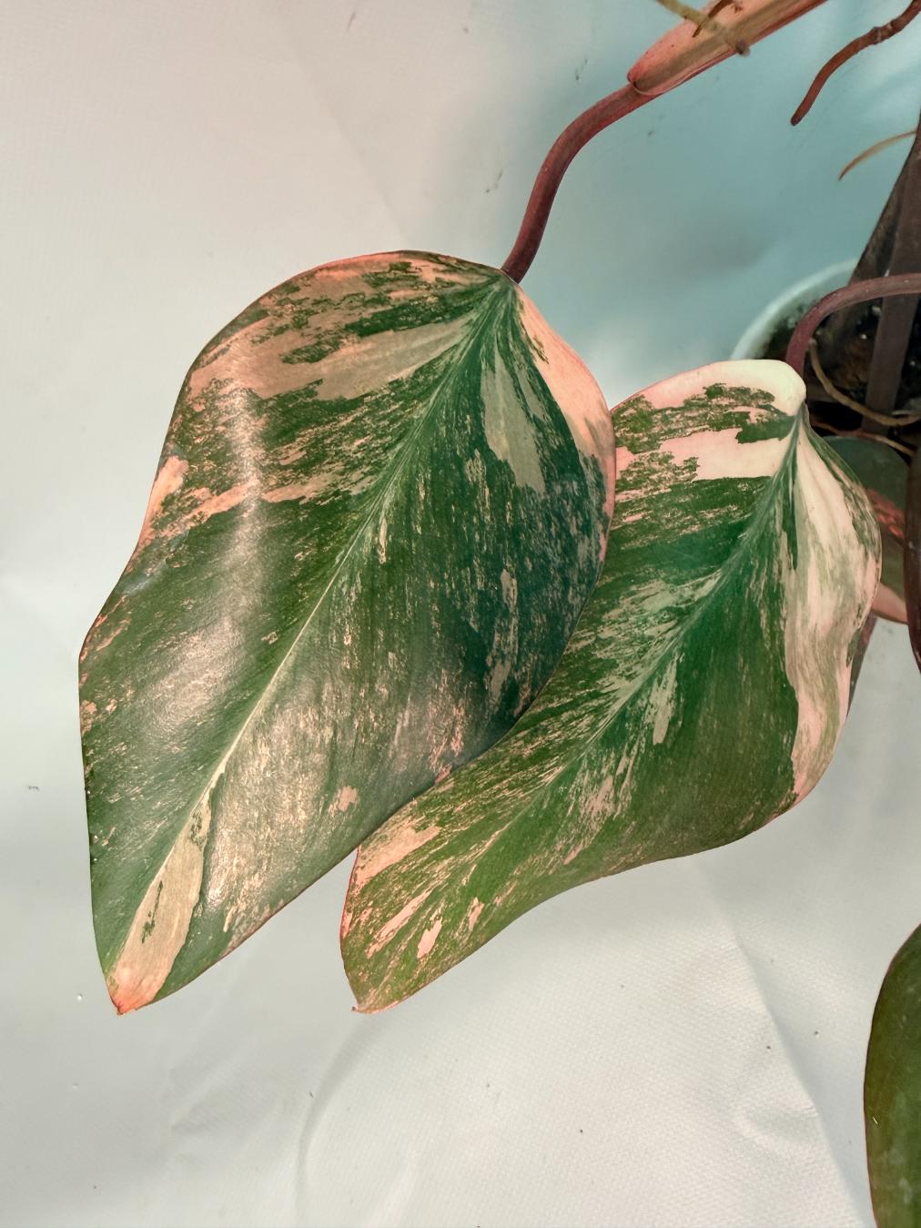 Philodendron Strawberry Shake variegata XL 13