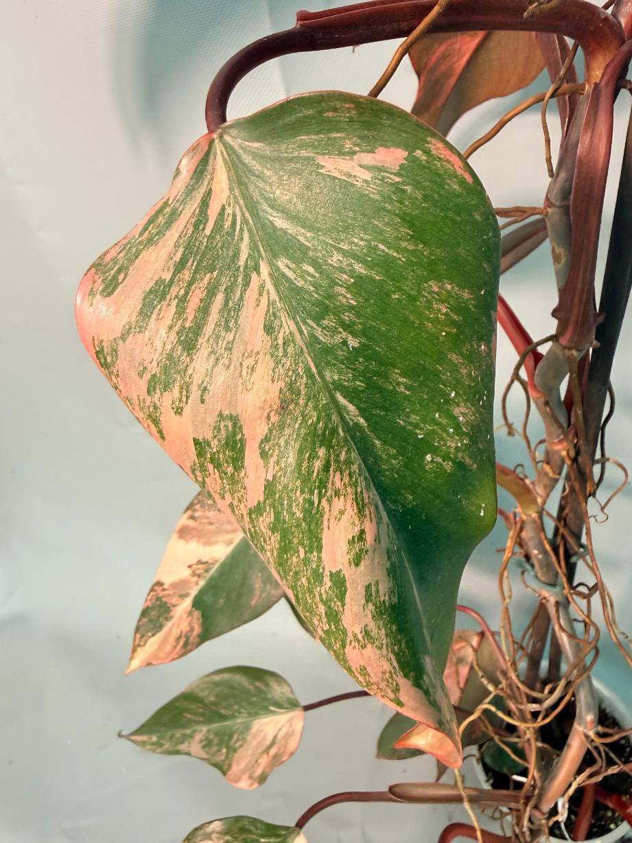 Philodendron Strawberry Shake variegata XL 14