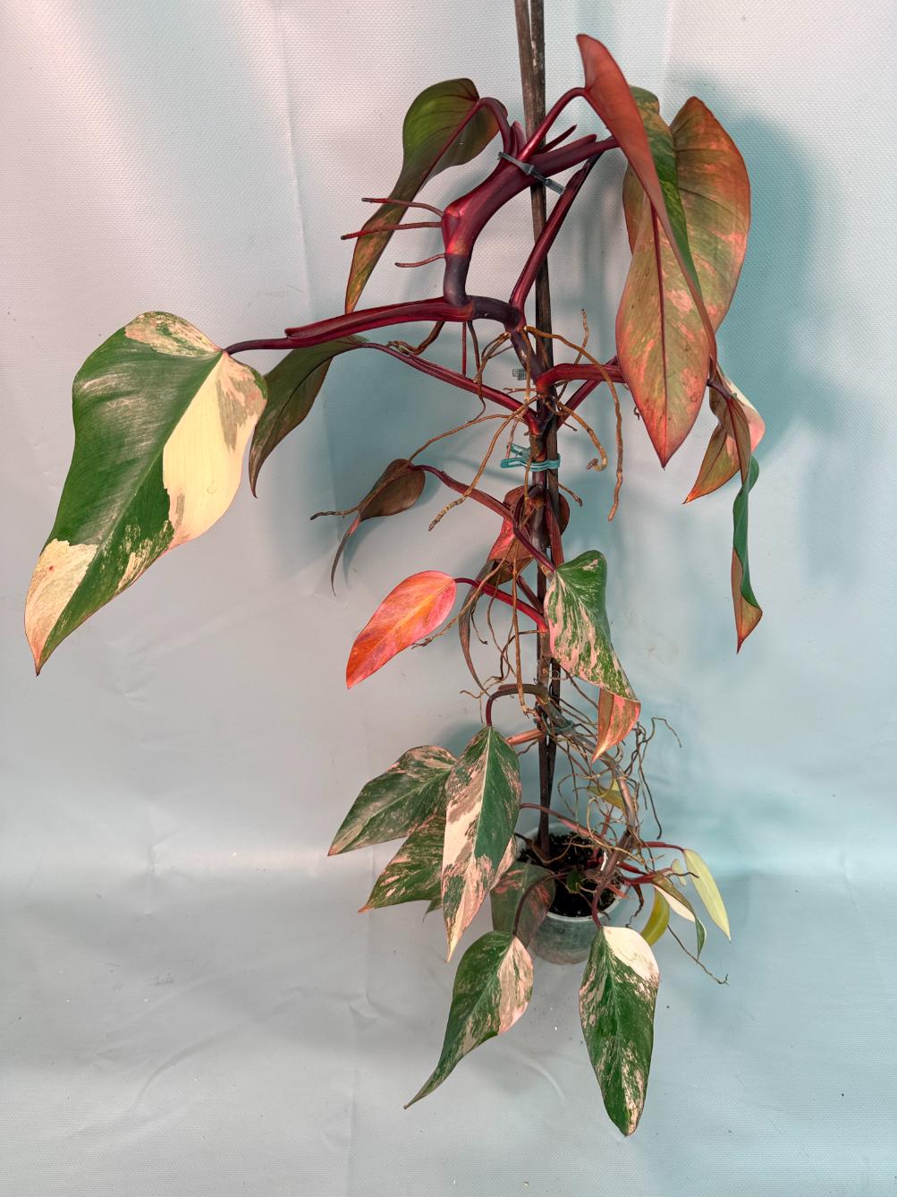 Philodendron Strawberry Shake variegata XL 01