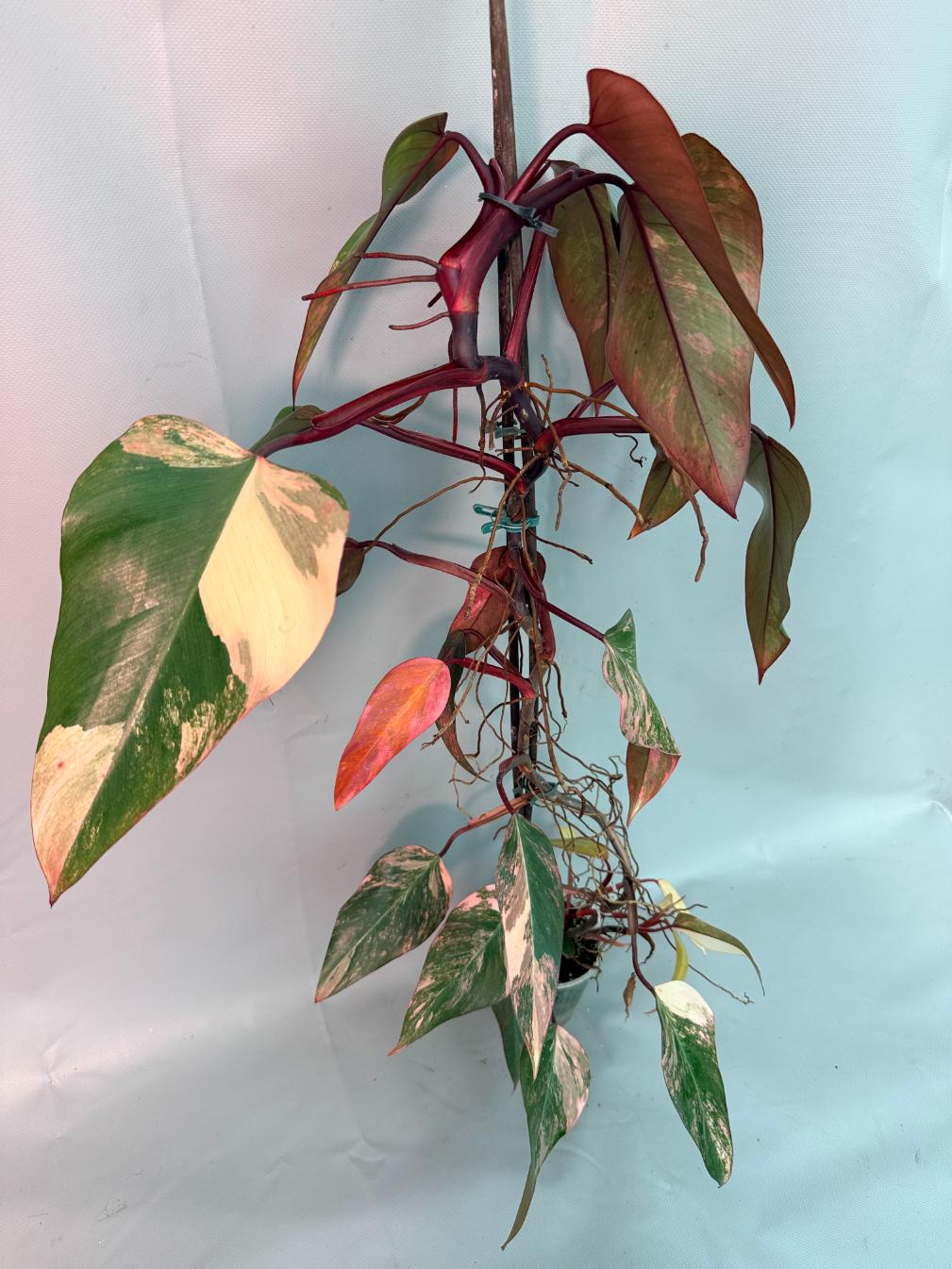 Philodendron Strawberry Shake variegata XL 02