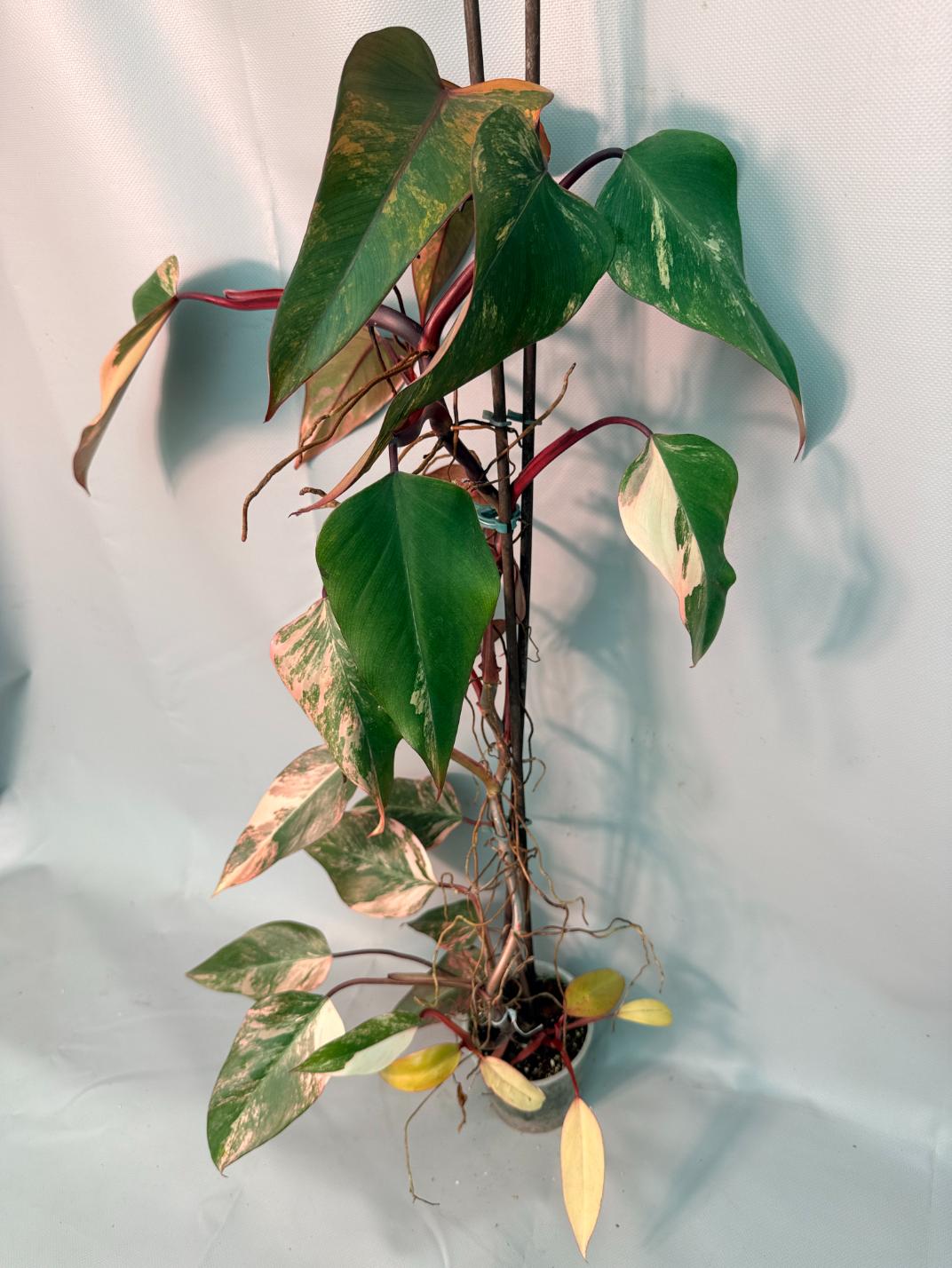 Philodendron Strawberry Shake variegata XL 03