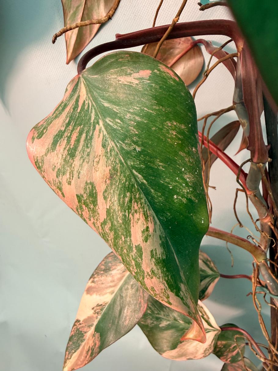 Philodendron Strawberry Shake variegata XL 04