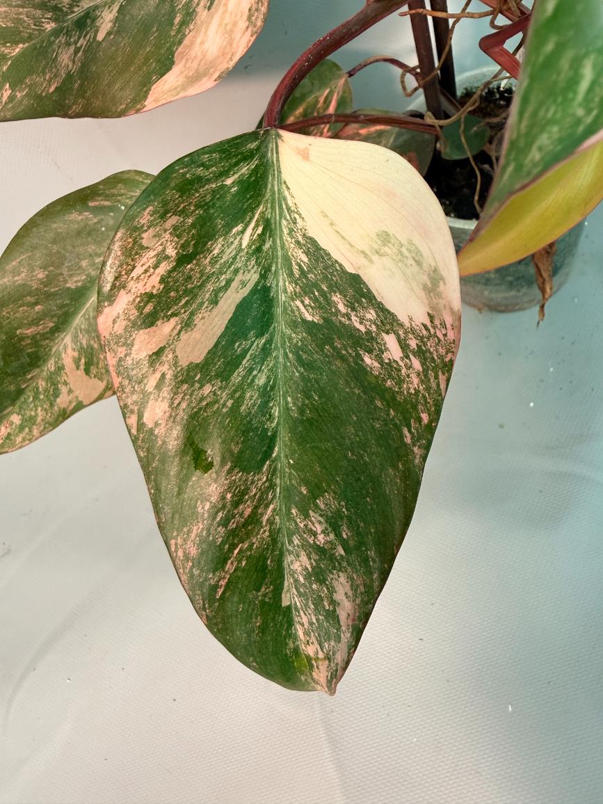 Philodendron Strawberry Shake variegata XL 05