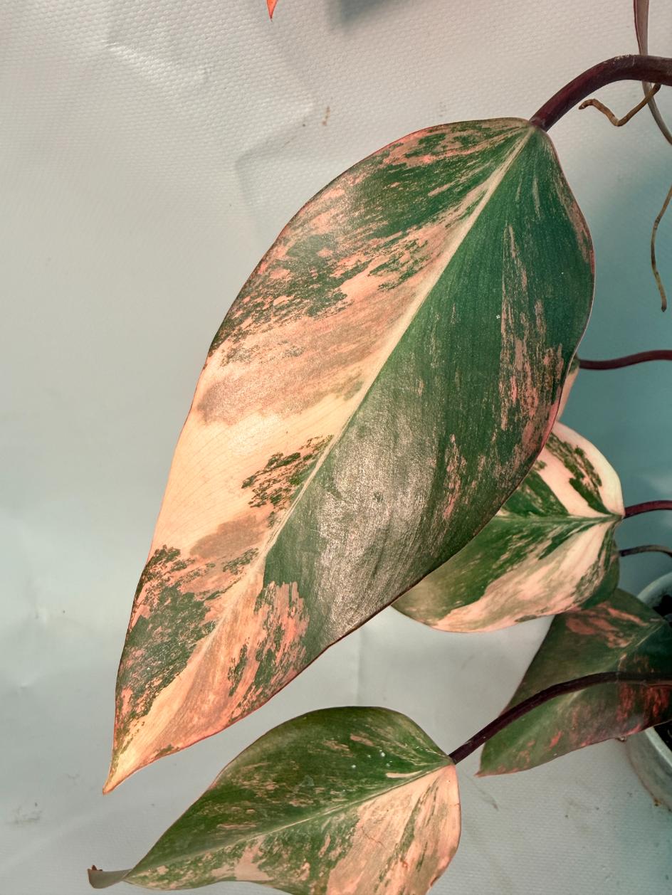 Philodendron Strawberry Shake variegata XL 06