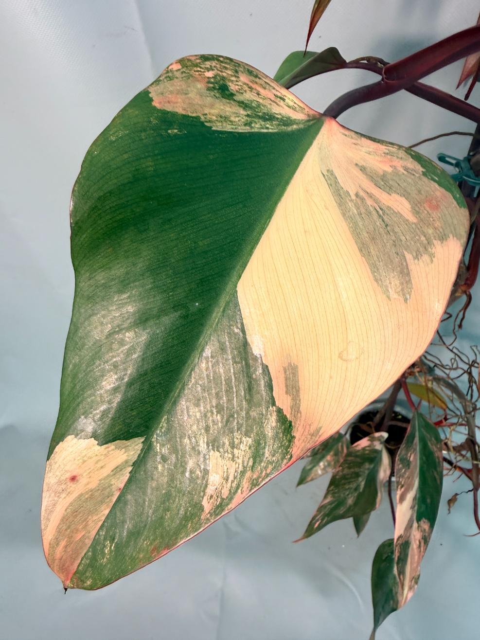 Philodendron Strawberry Shake variegata XL 07