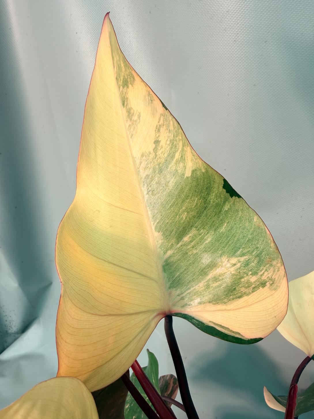 Philodendron Strawberry Shake variegata XL 09