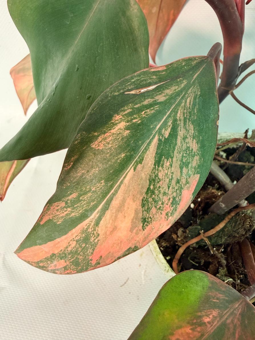 Philodendron Strawberry Shake variegata XL 10