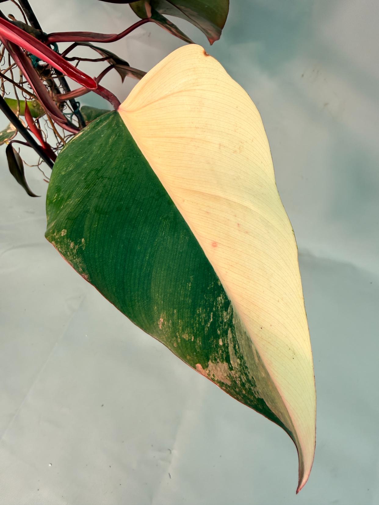 Philodendron Strawberry Shake variegata XL 11