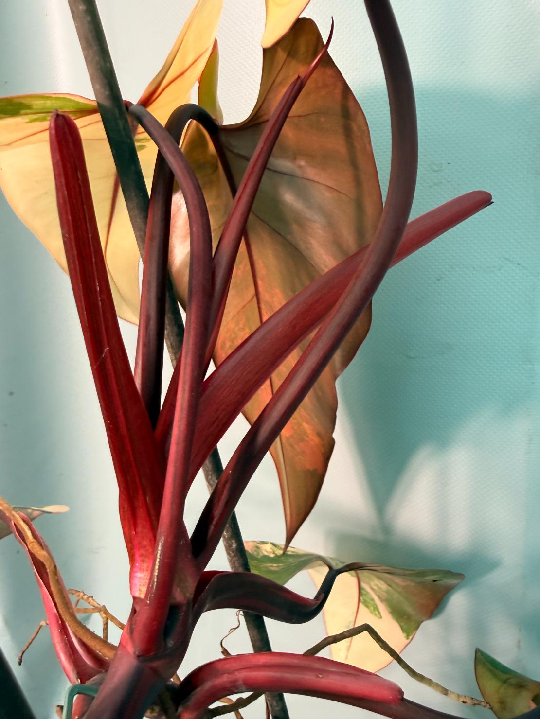 Philodendron Strawberry Shake variegata XL 12