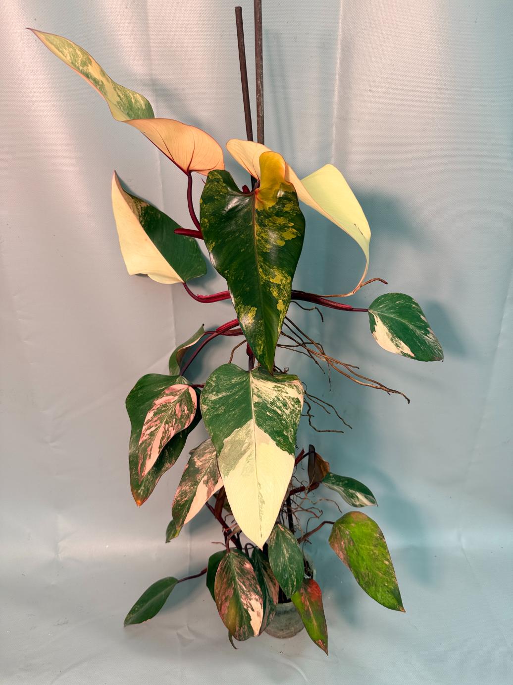 Philodendron Strawberry Shake variegata XL 01