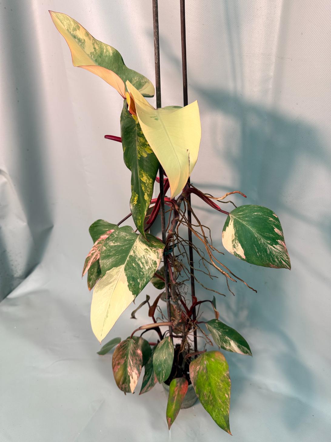 Philodendron Strawberry Shake variegata XL 02