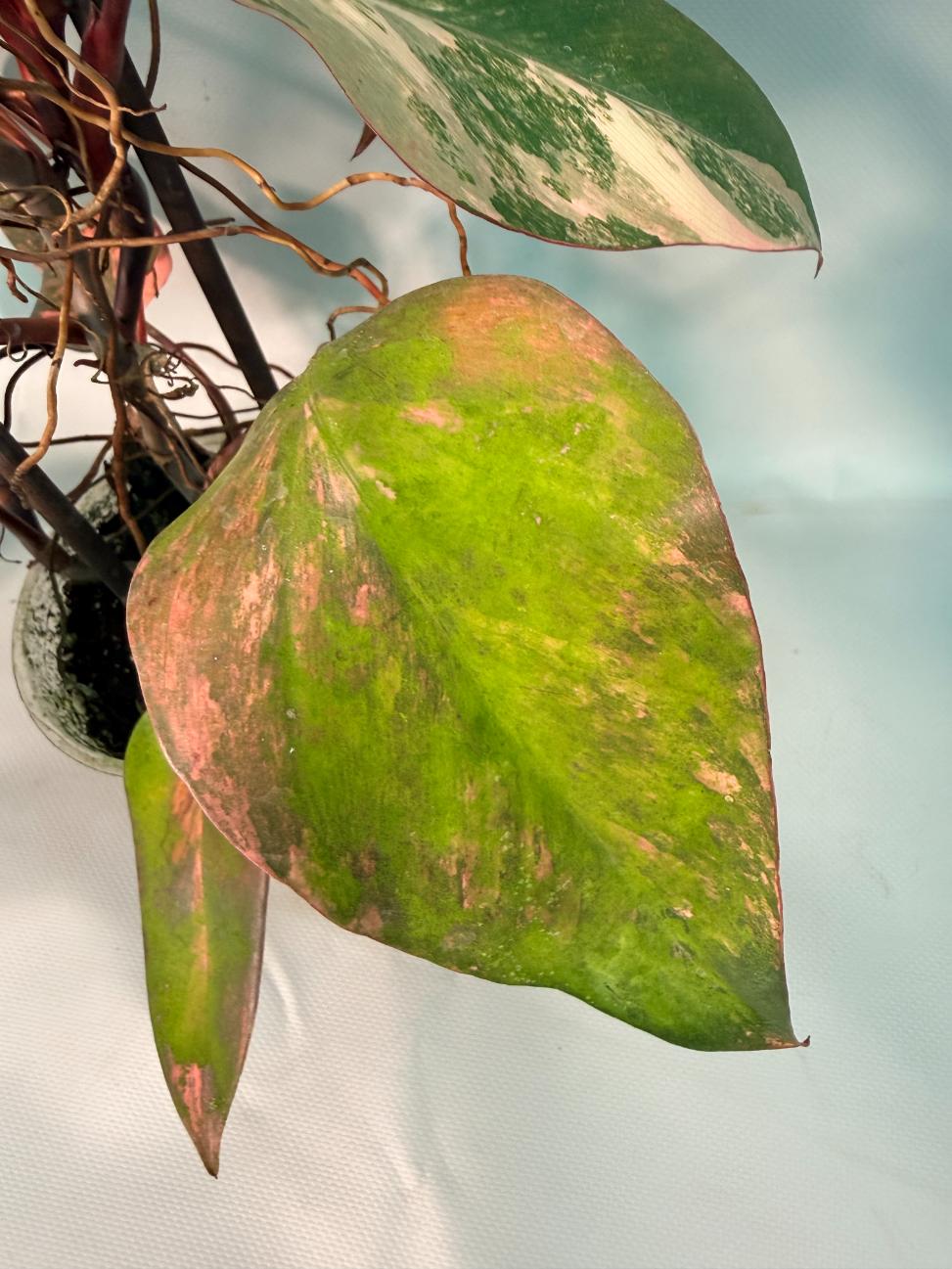 Philodendron Strawberry Shake variegata XL 03