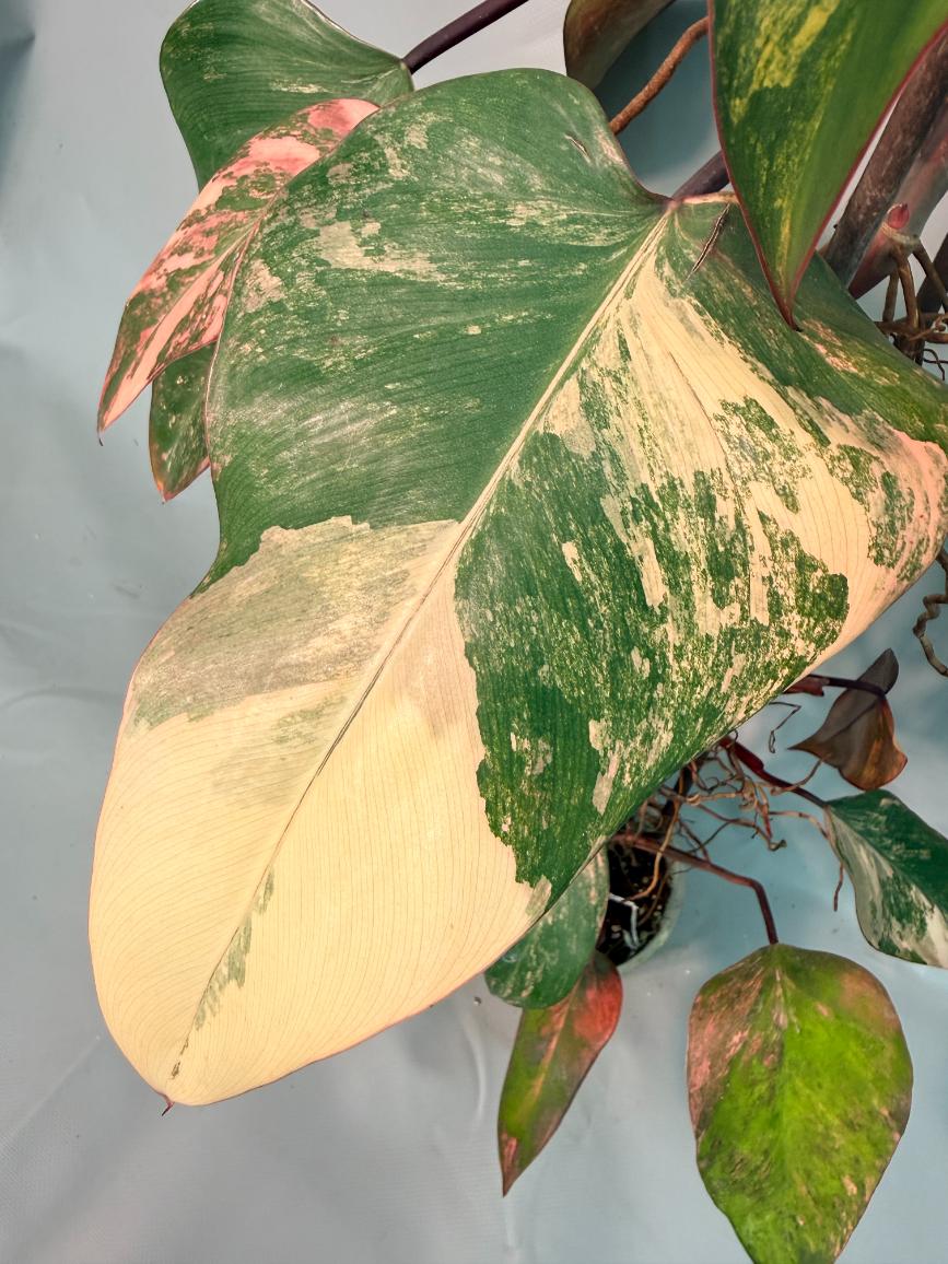 Philodendron Strawberry Shake variegata XL 04
