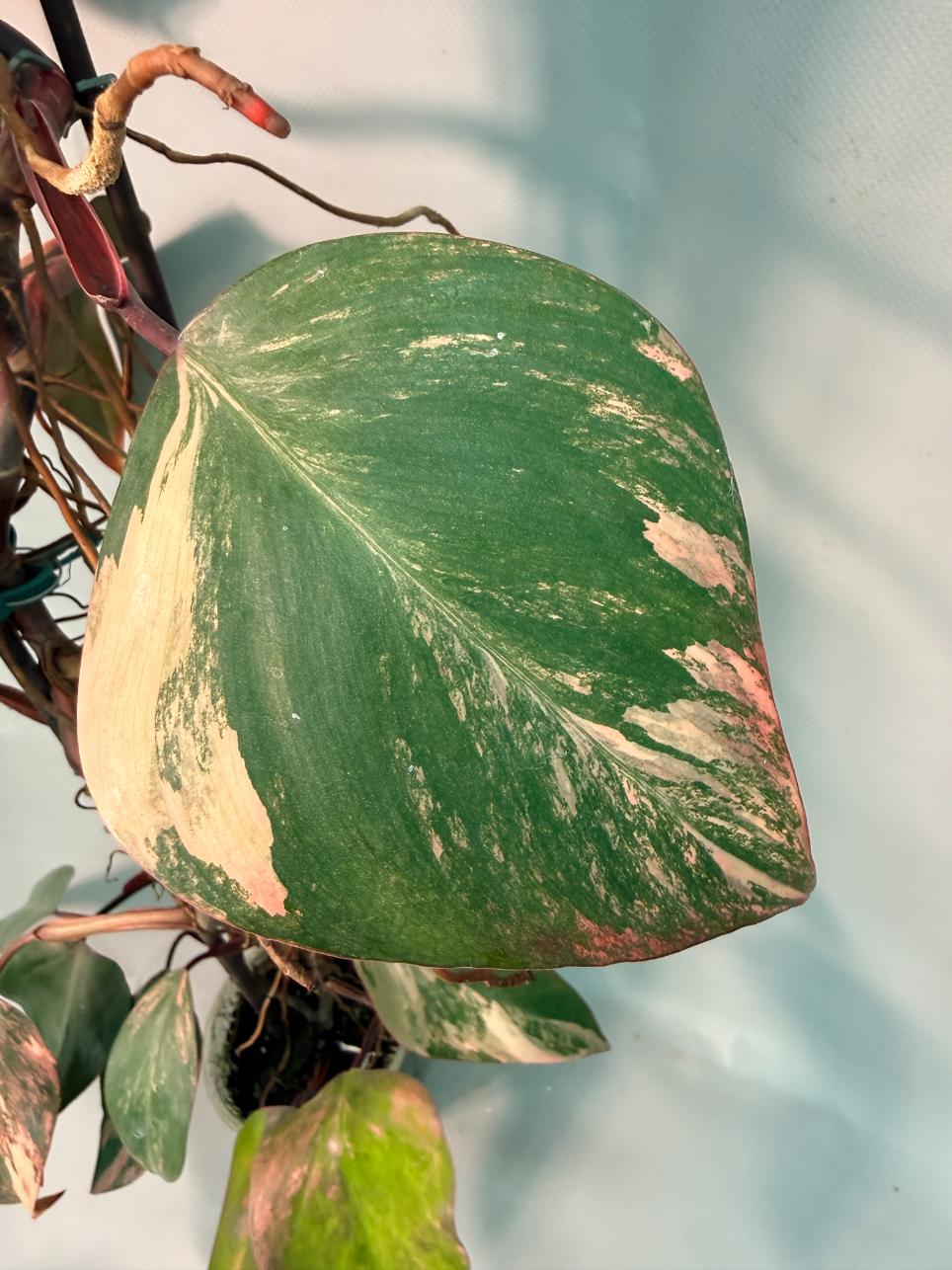 Philodendron Strawberry Shake variegata XL 05