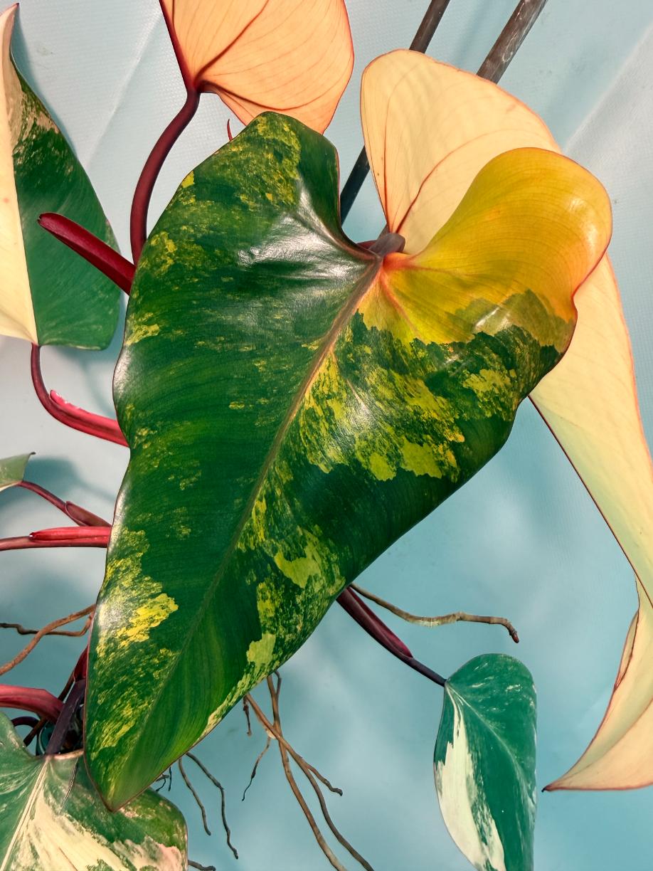 Philodendron Strawberry Shake variegata XL 06