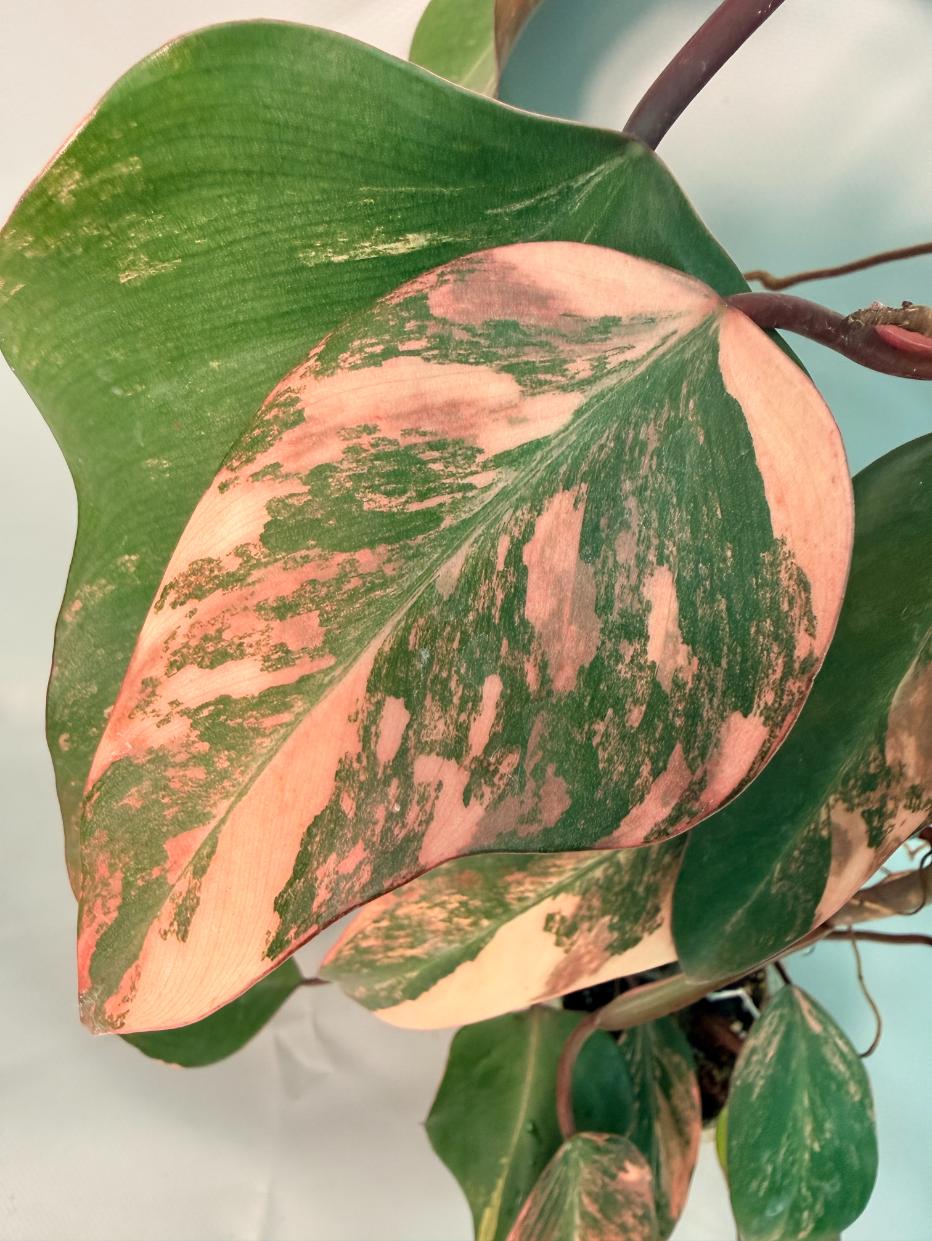 Philodendron Strawberry Shake variegata XL 07