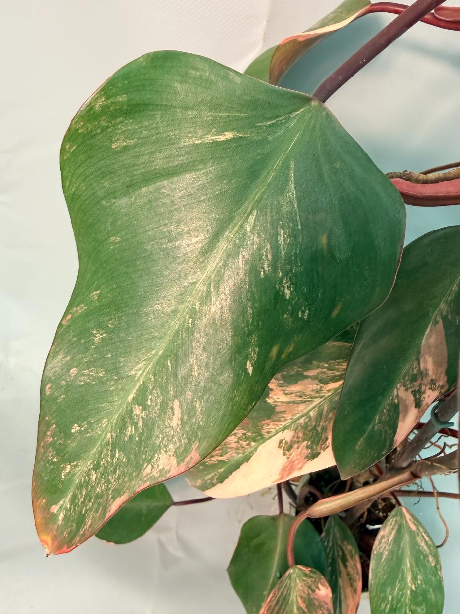 Philodendron Strawberry Shake variegata XL 08
