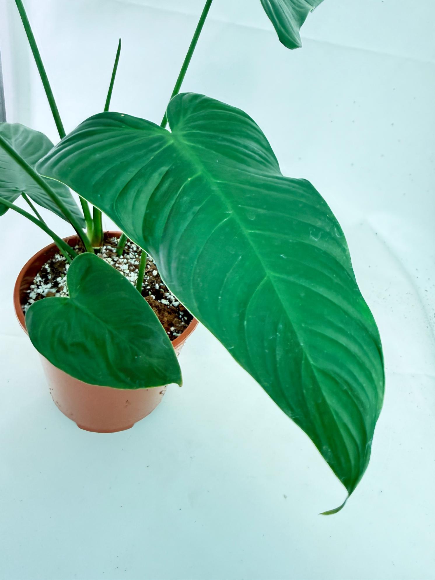 Philodendron Tenue XL 11