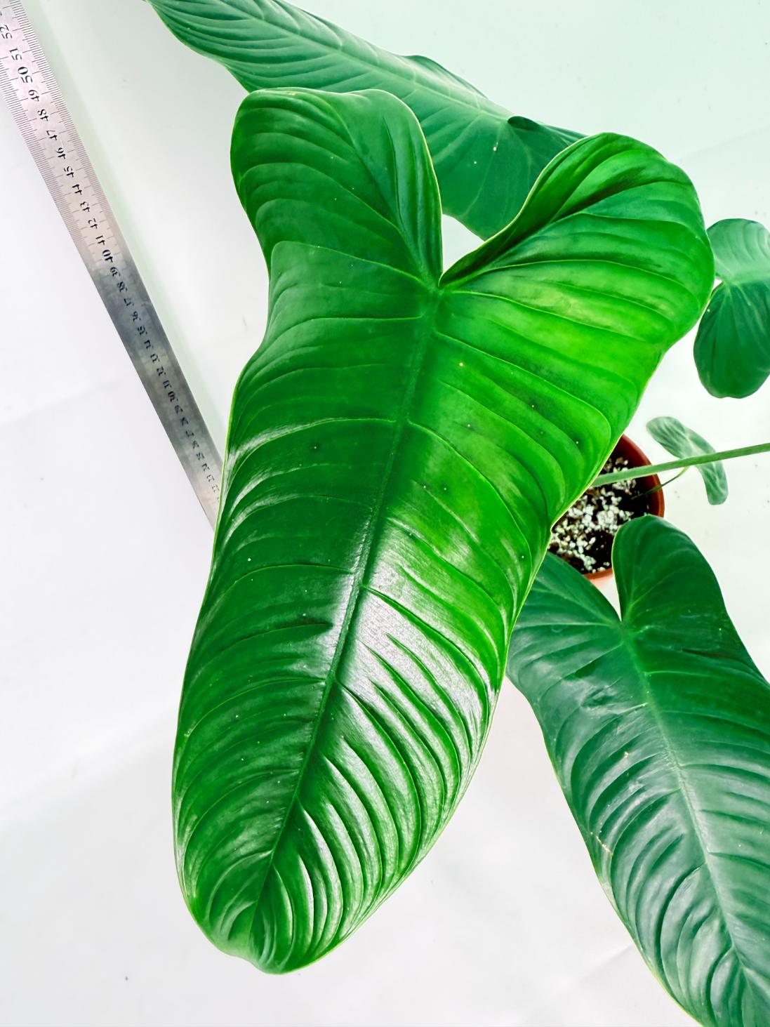 Philodendron Tenue XL 9