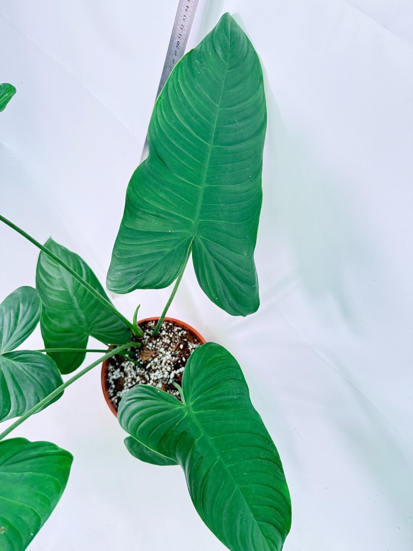 Philodendron Tenue XL 3