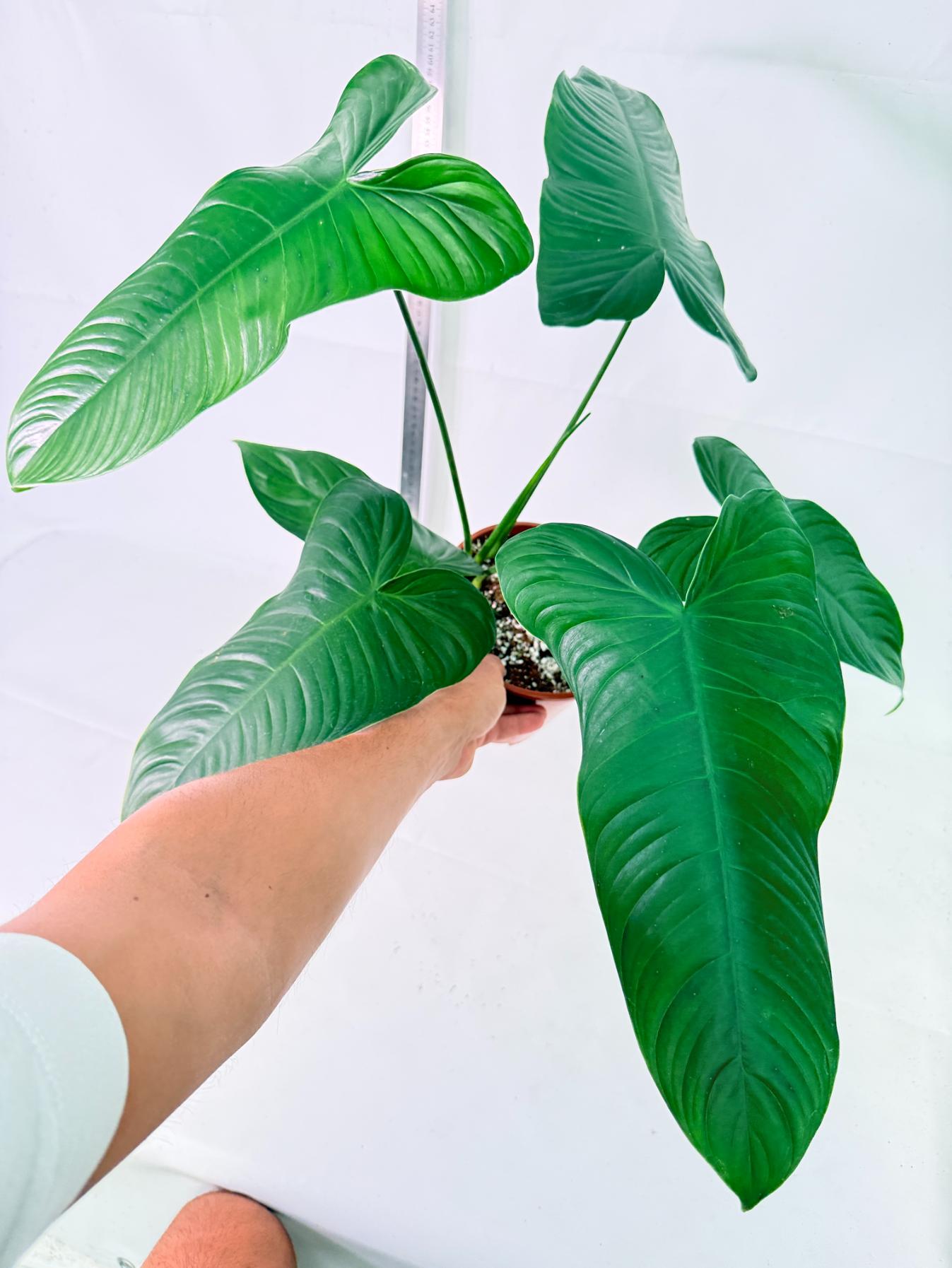 Philodendron Tenue XL 7