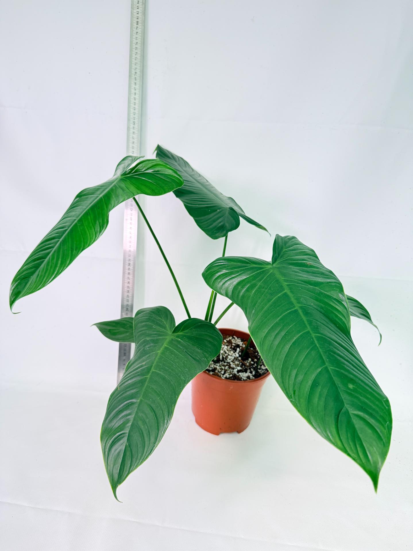 Philodendron Tenue XL 1