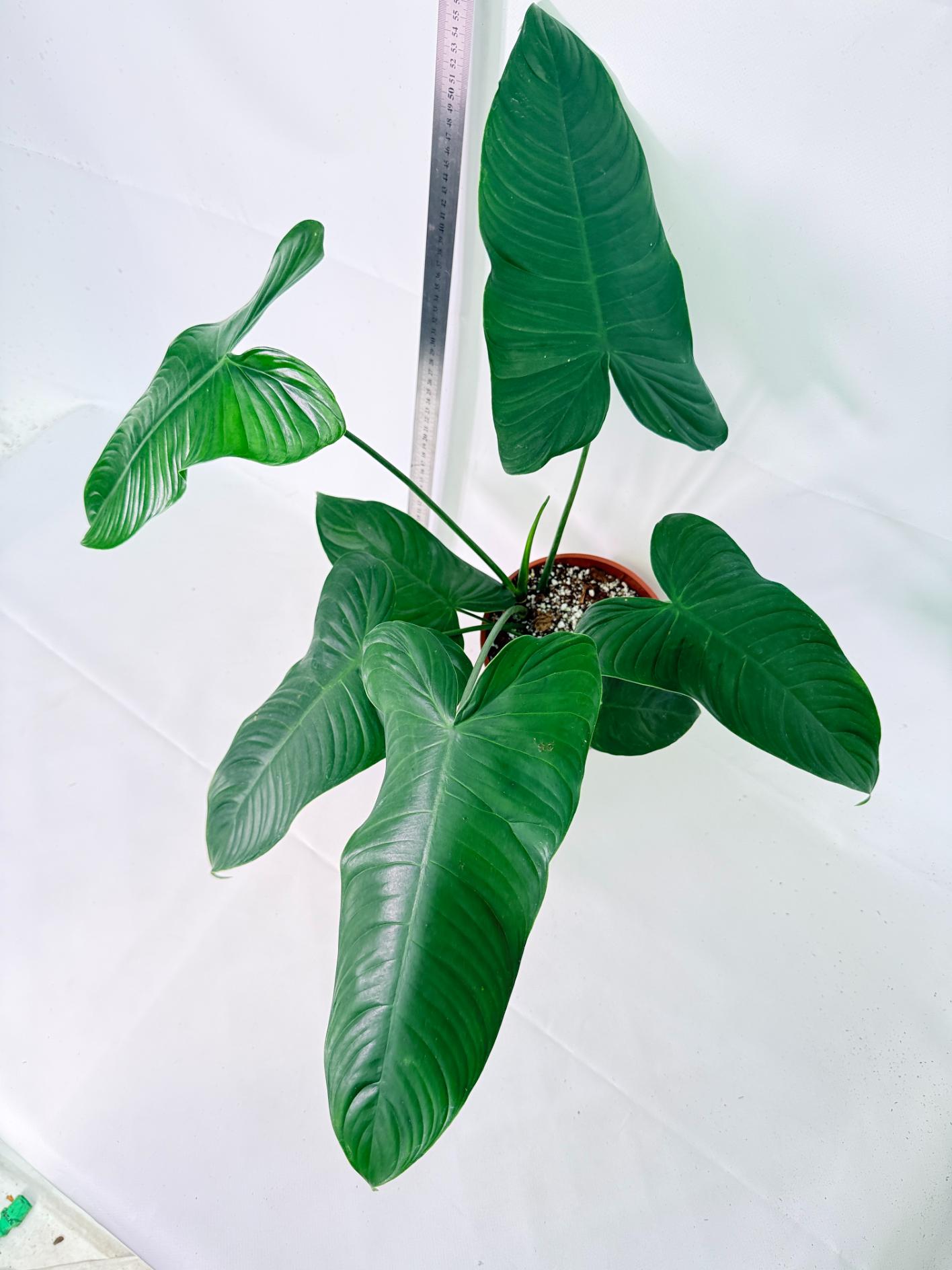 Philodendron Tenue XL 5