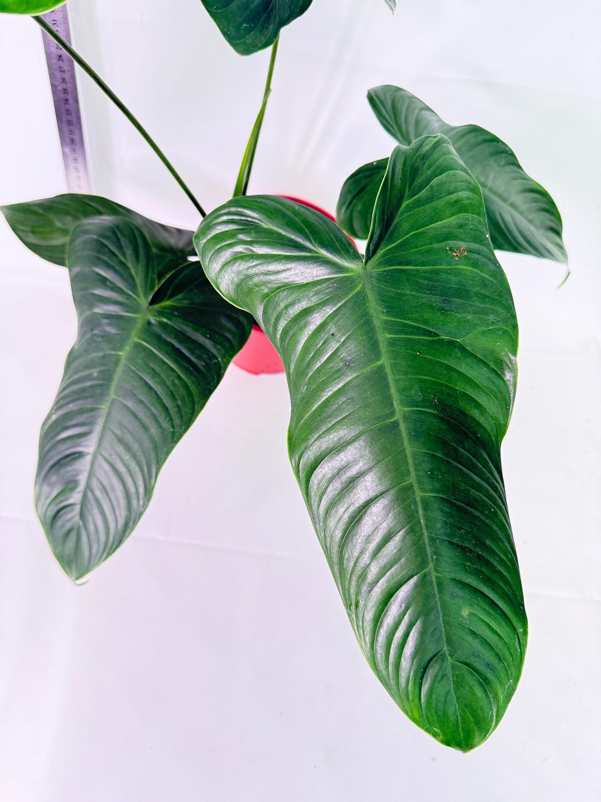 Philodendron Tenue XL 2