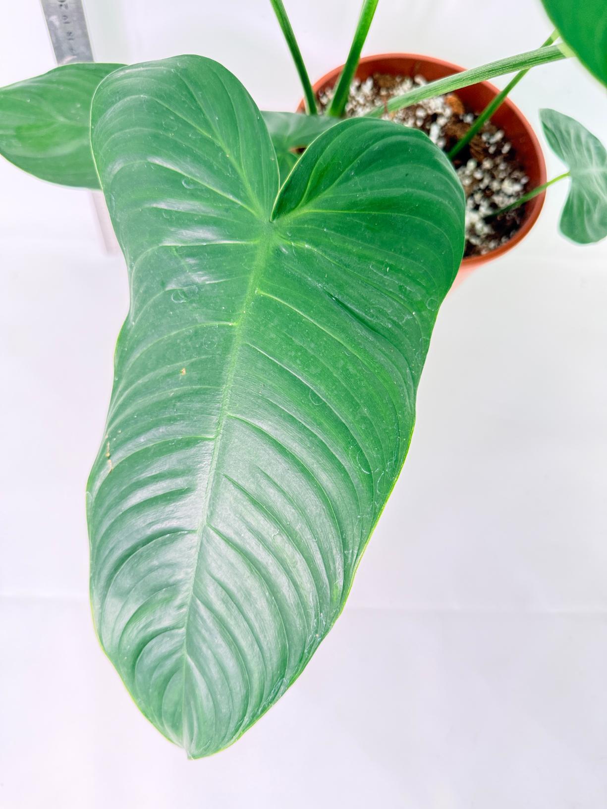 Philodendron Tenue XL 8