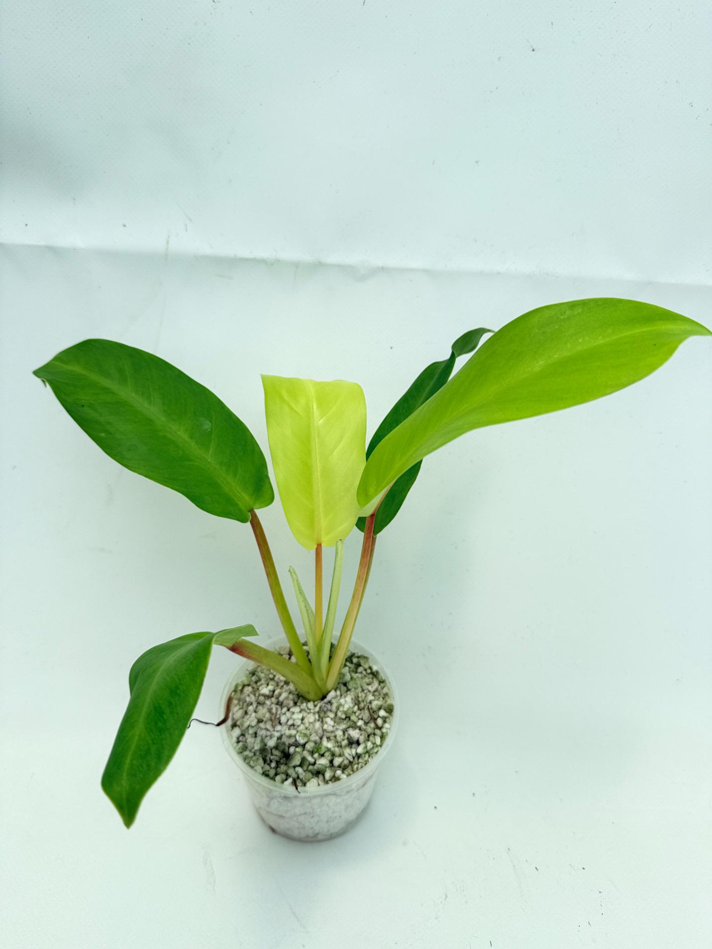 Philodendron thai sunrise  (young plant) 1