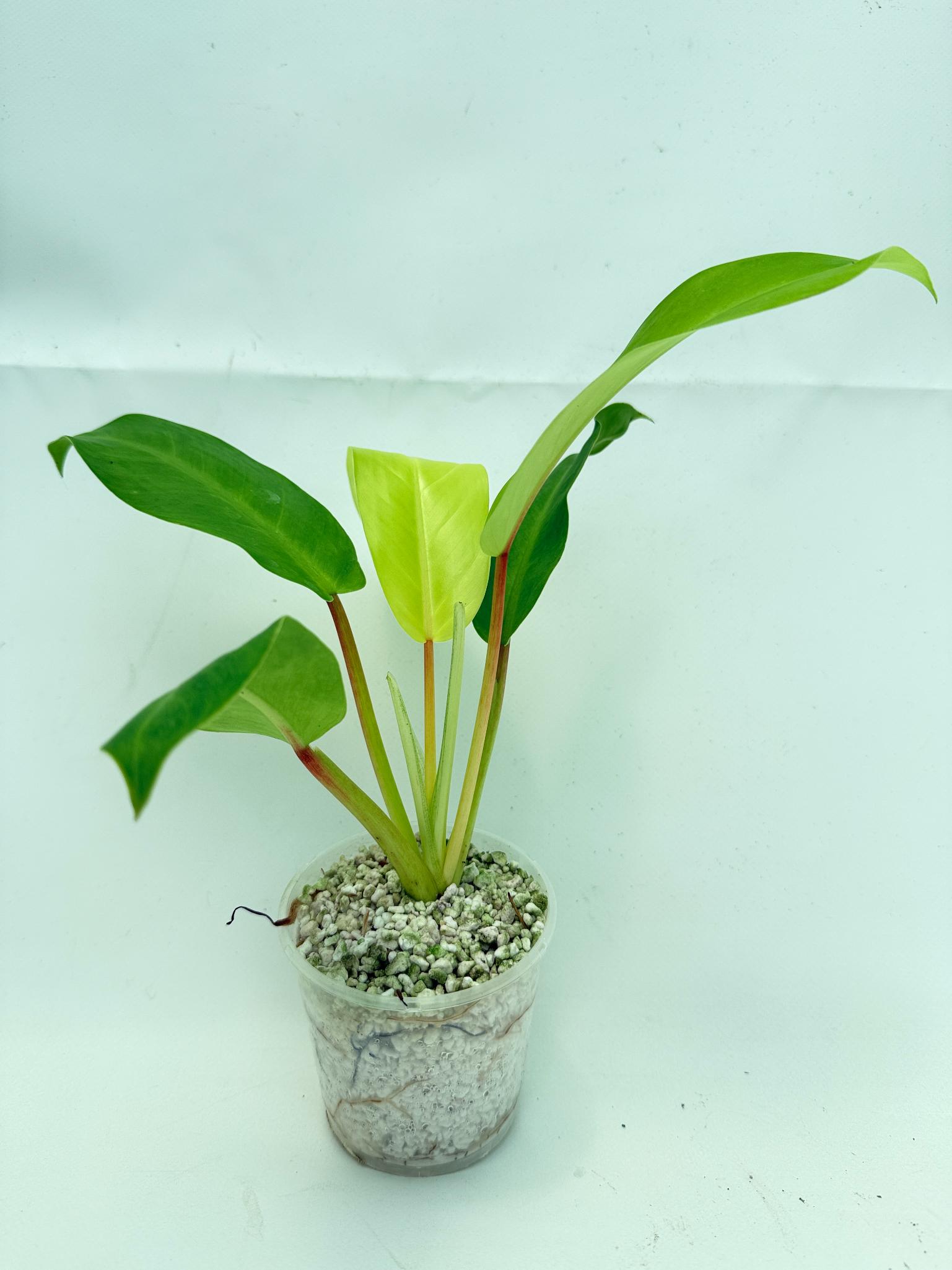 Philodendron thai sunrise  (young plant) 4