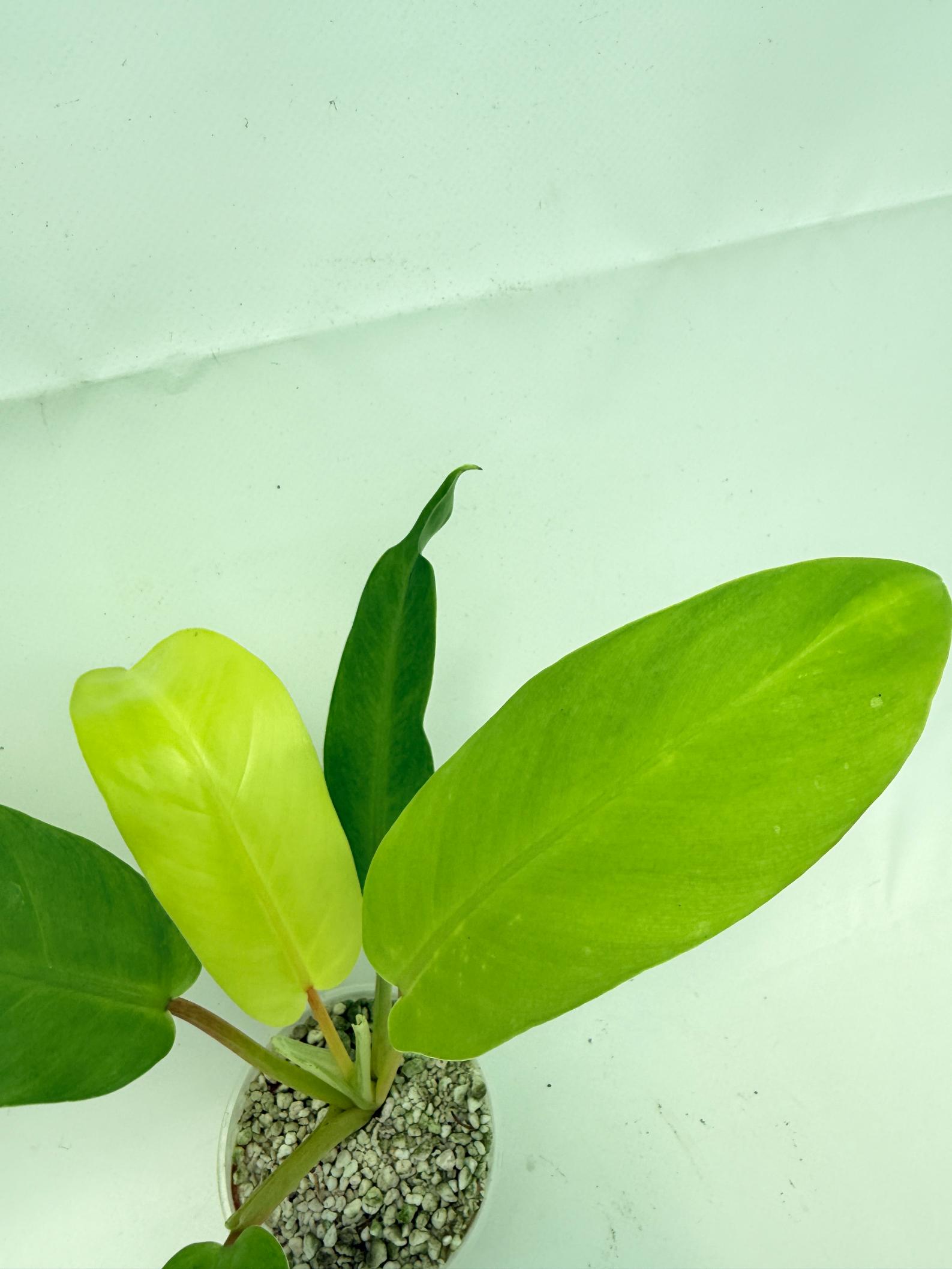 Philodendron thai sunrise  (young plant) 6