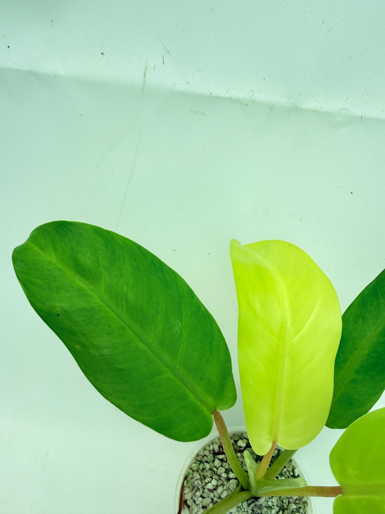 Philodendron thai sunrise  (young plant) 7