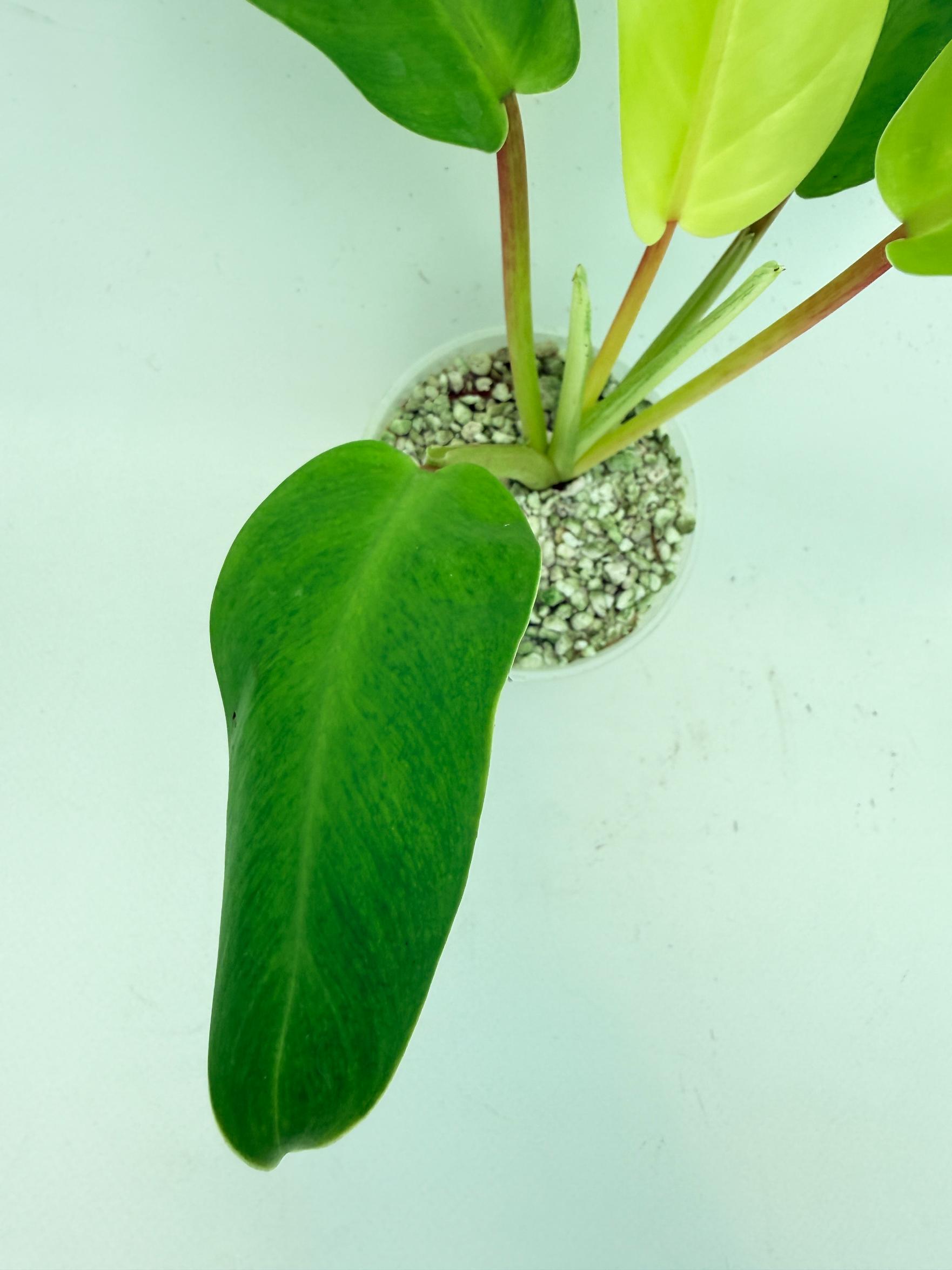 Philodendron thai sunrise  (young plant) 9