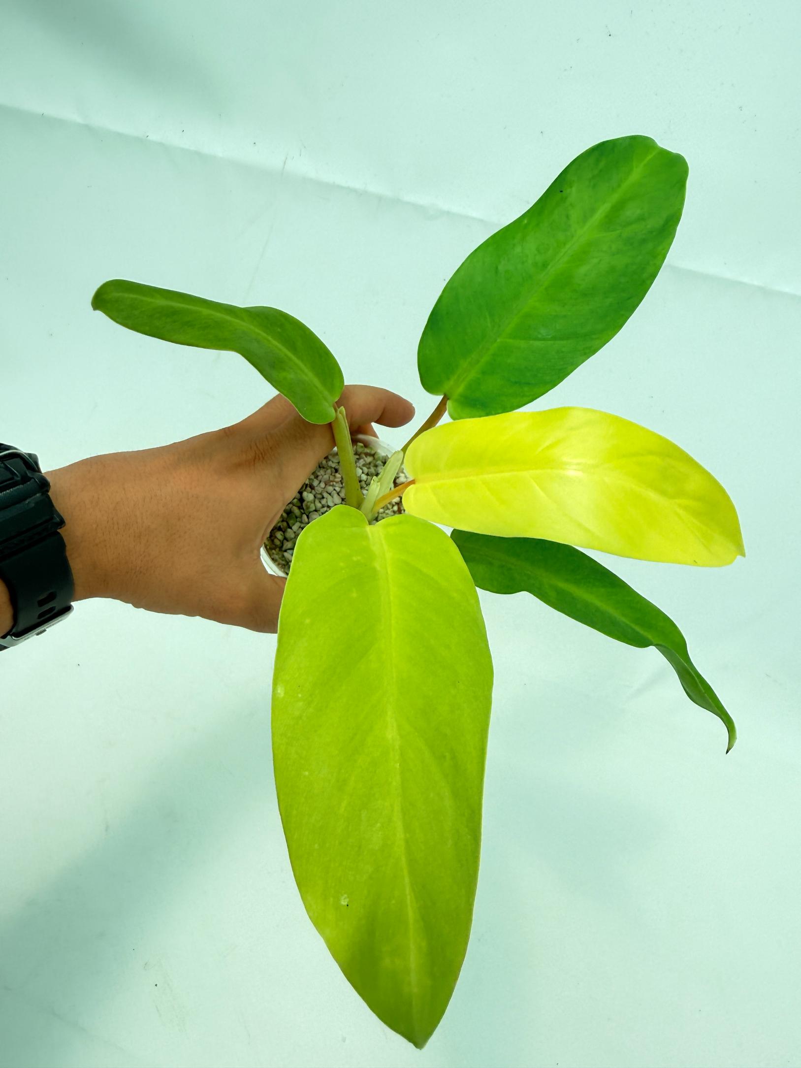 Philodendron thai sunrise  (young plant) 2