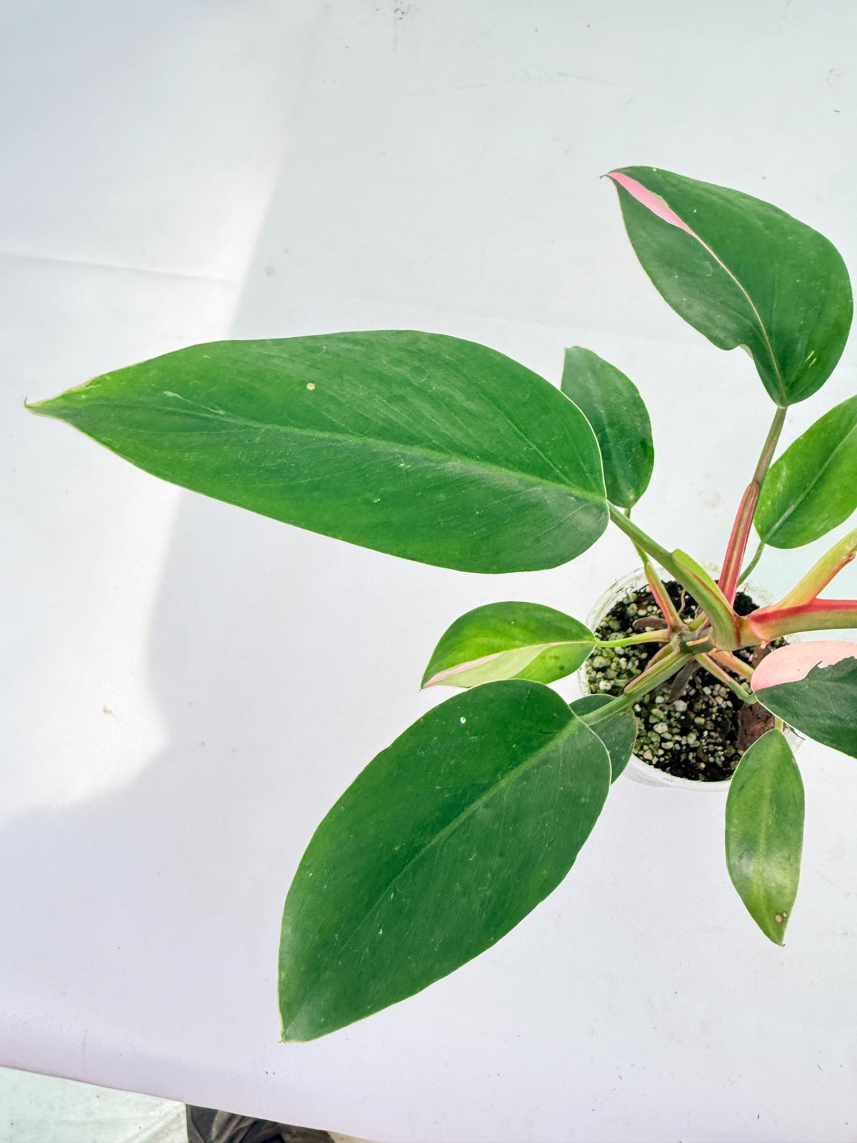 Philodendron White  Princess