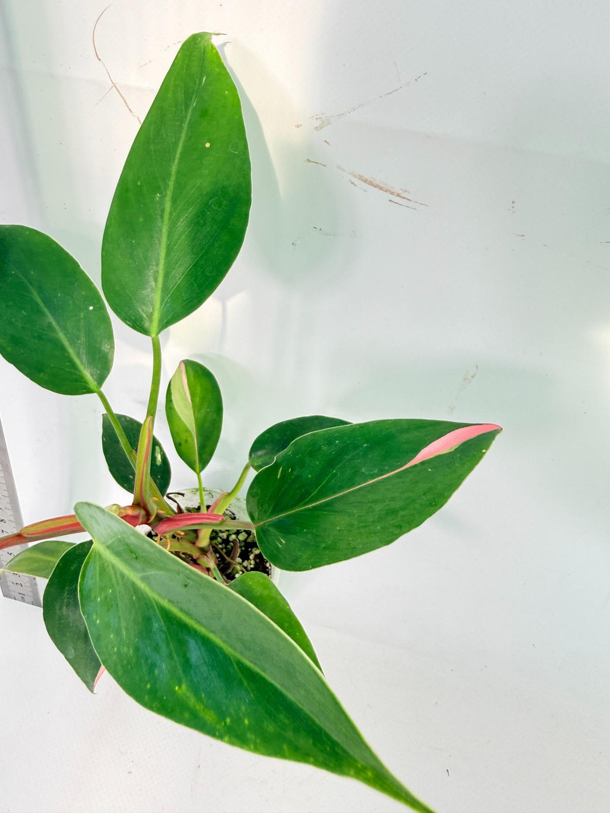 Philodendron White  Princess