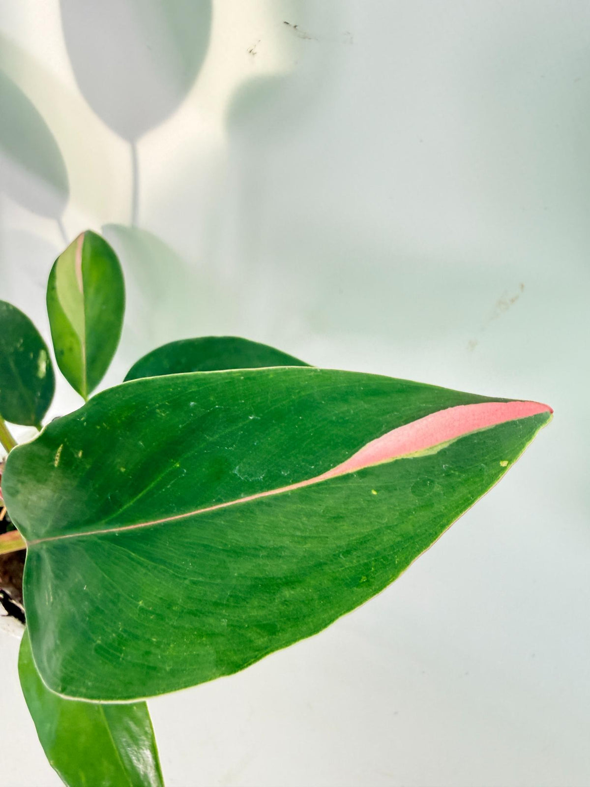 Philodendron White  Princess