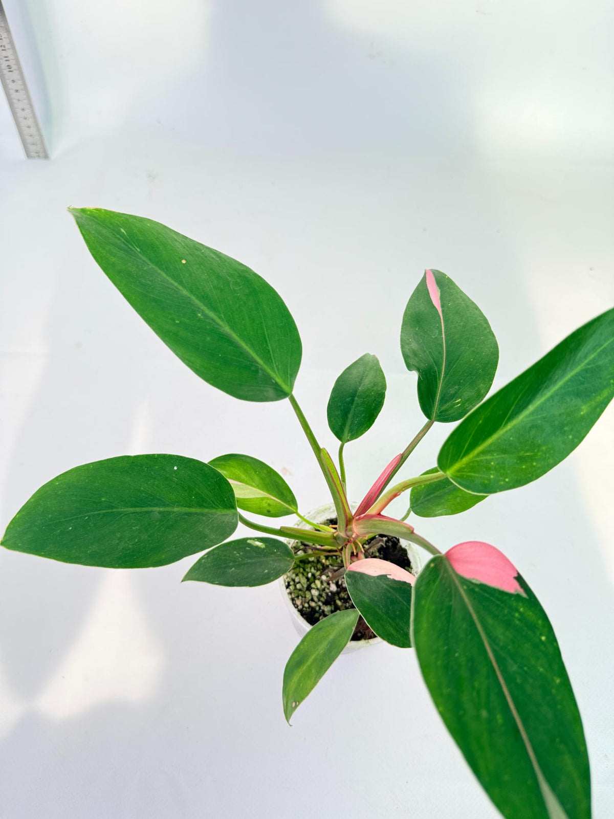 Philodendron White  Princess
