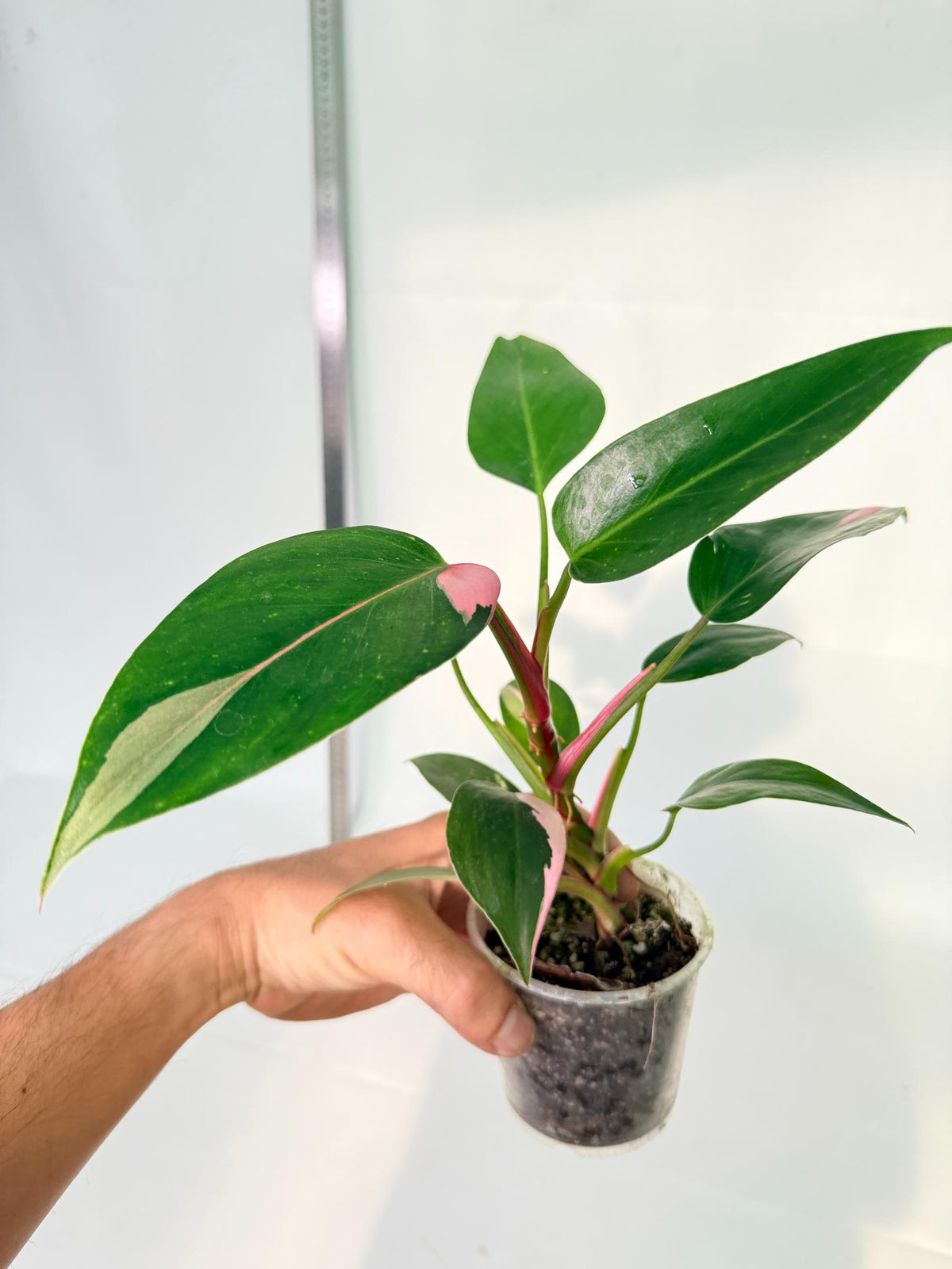 Philodendron White  Princess