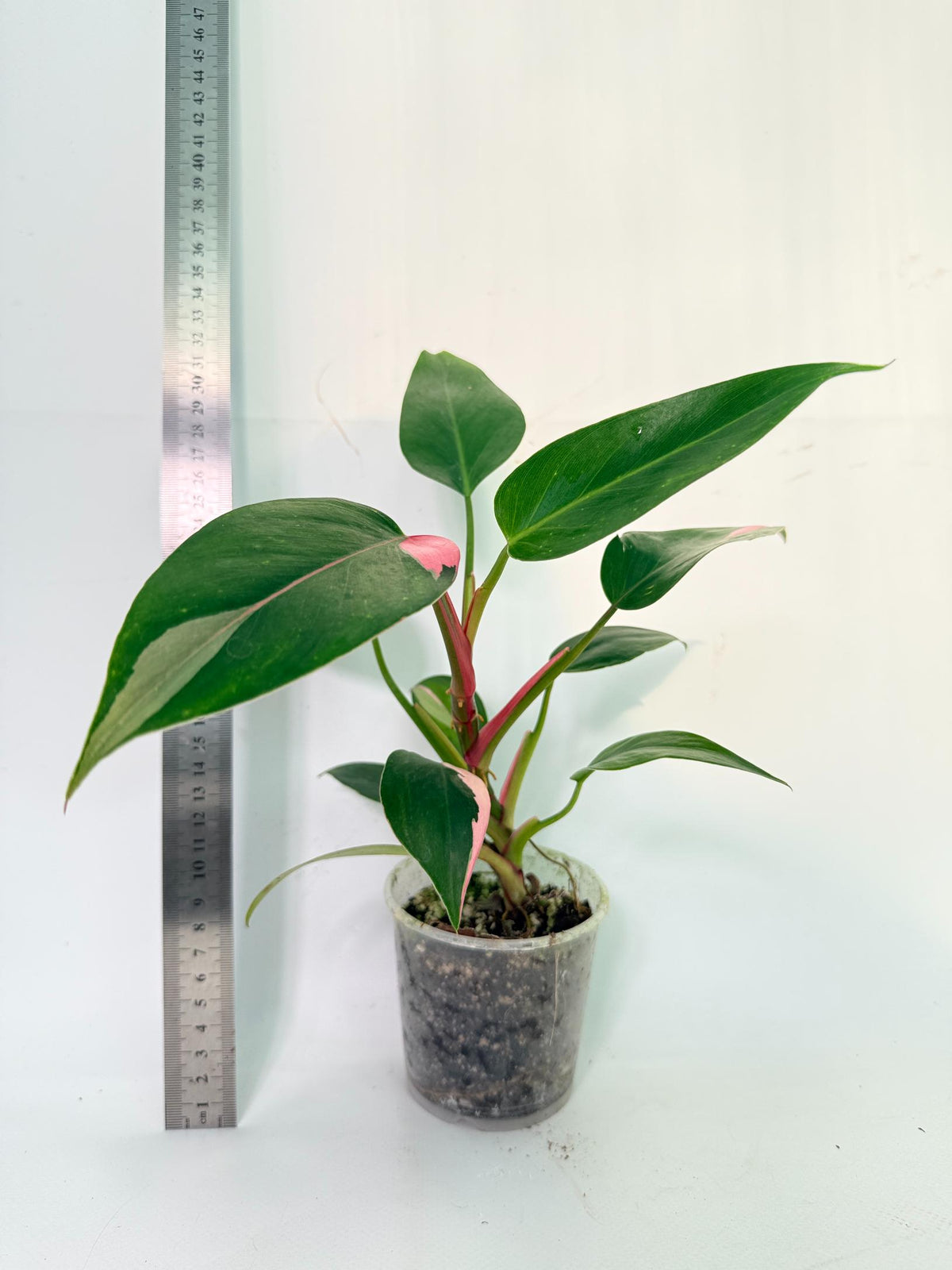 Philodendron White  Princess