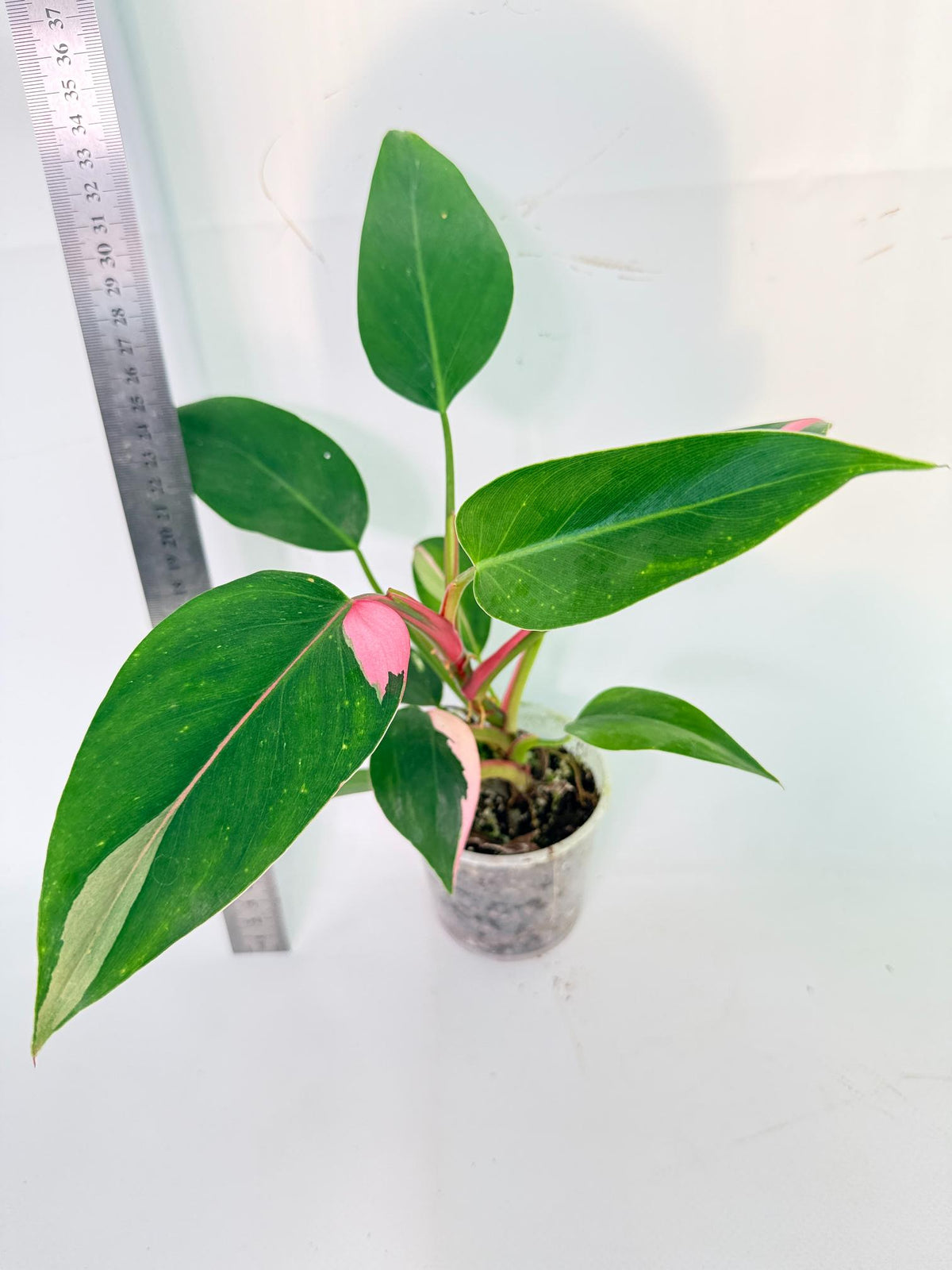 Philodendron White  Princess