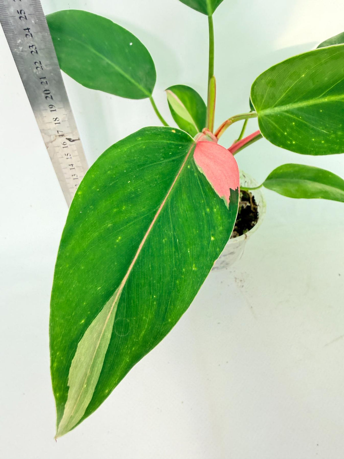 Philodendron White  Princess