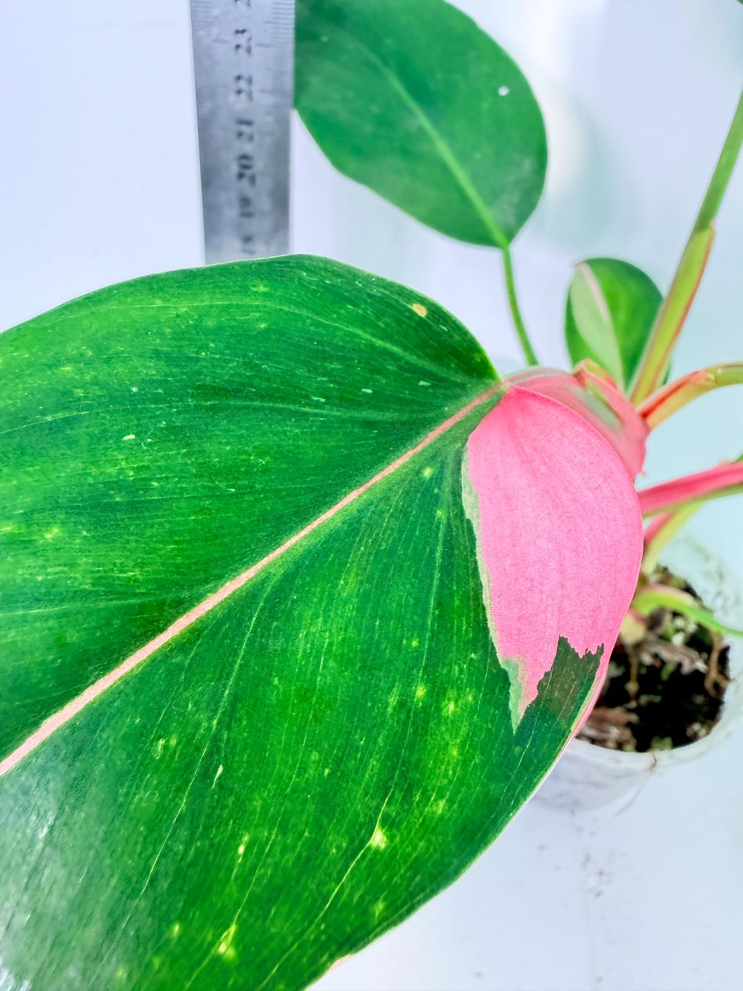 Philodendron White  Princess