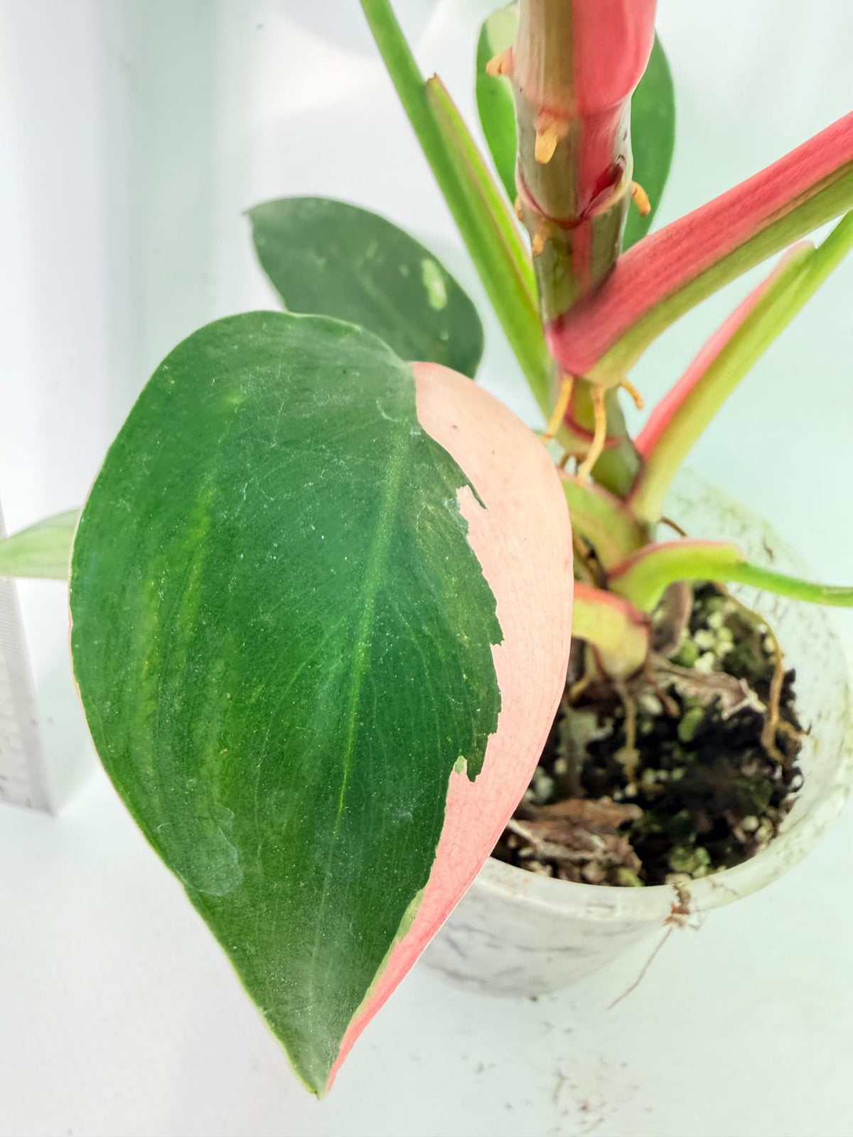 Philodendron White  Princess