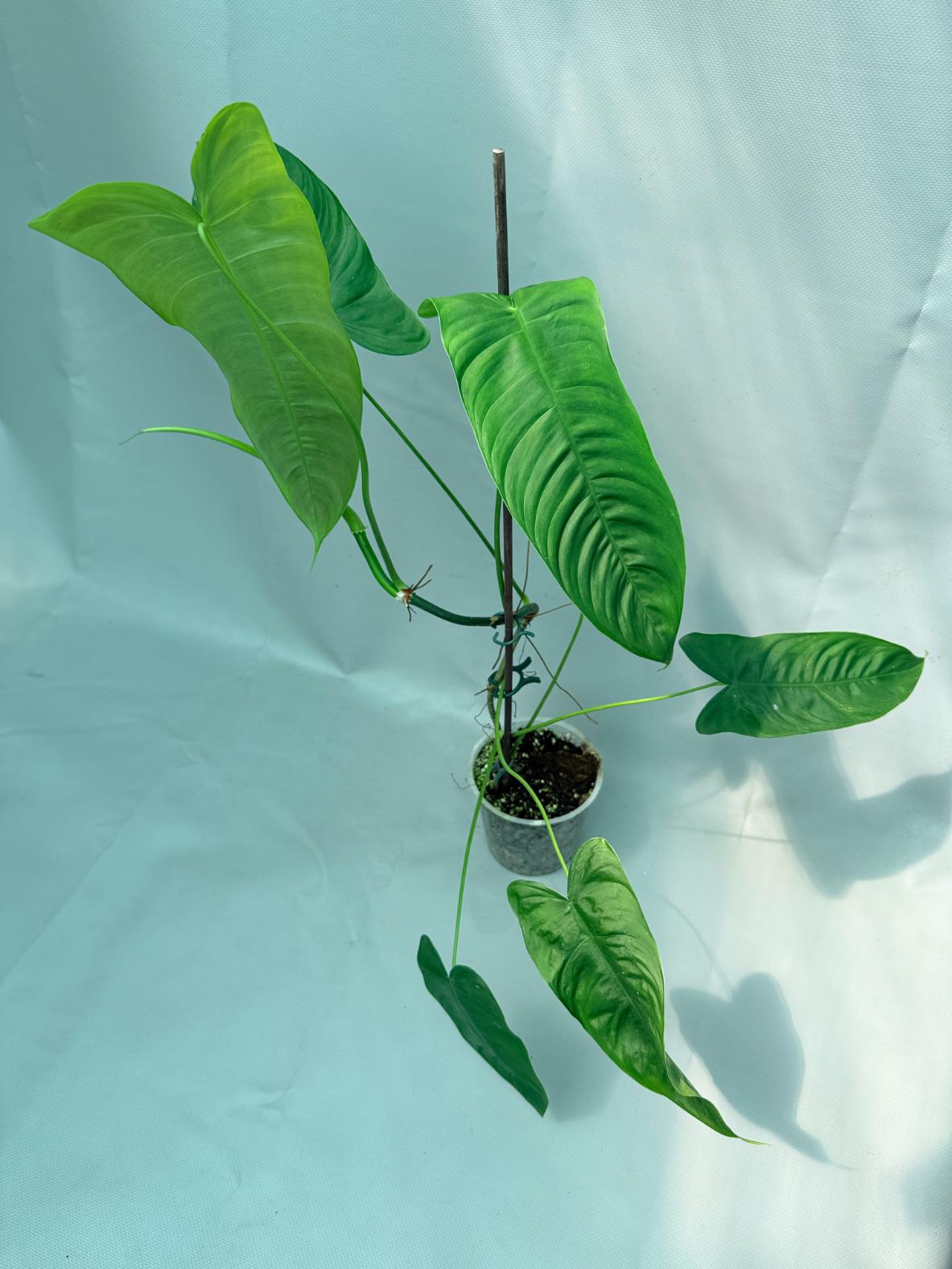 Philodendron Sharoniae XL 01